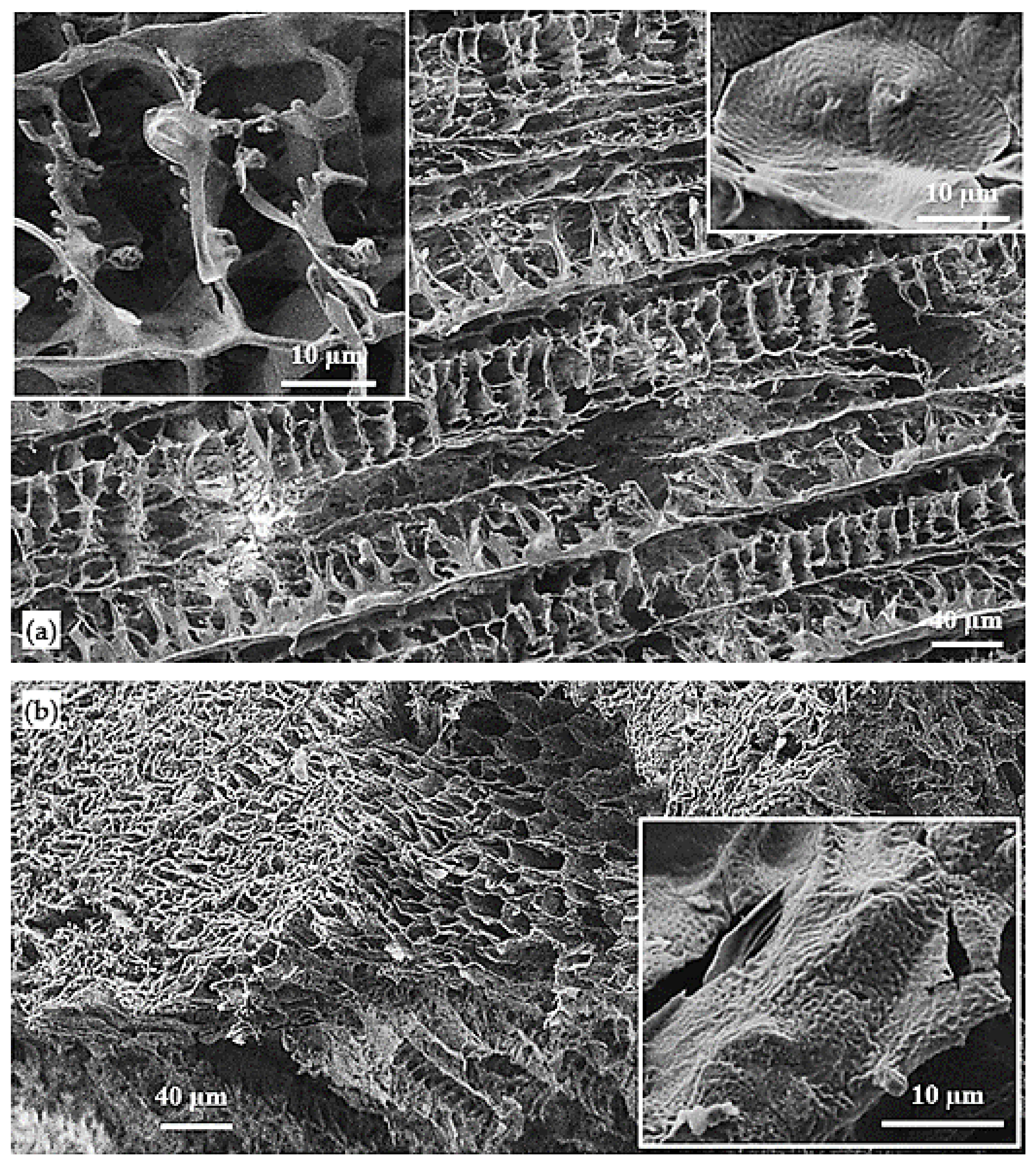 Polymers 14 00161 g015
