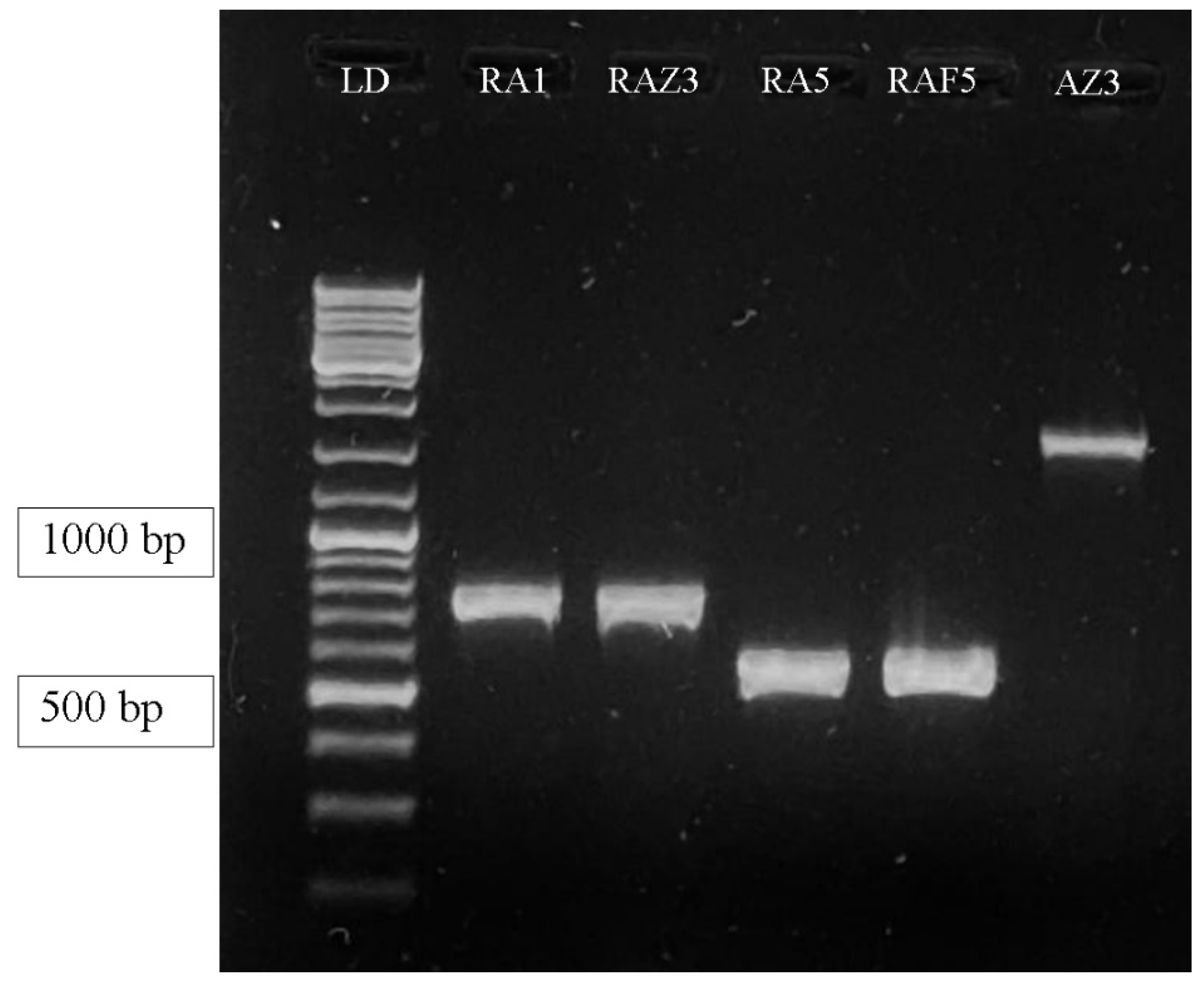 Polymers 14 00335 g004