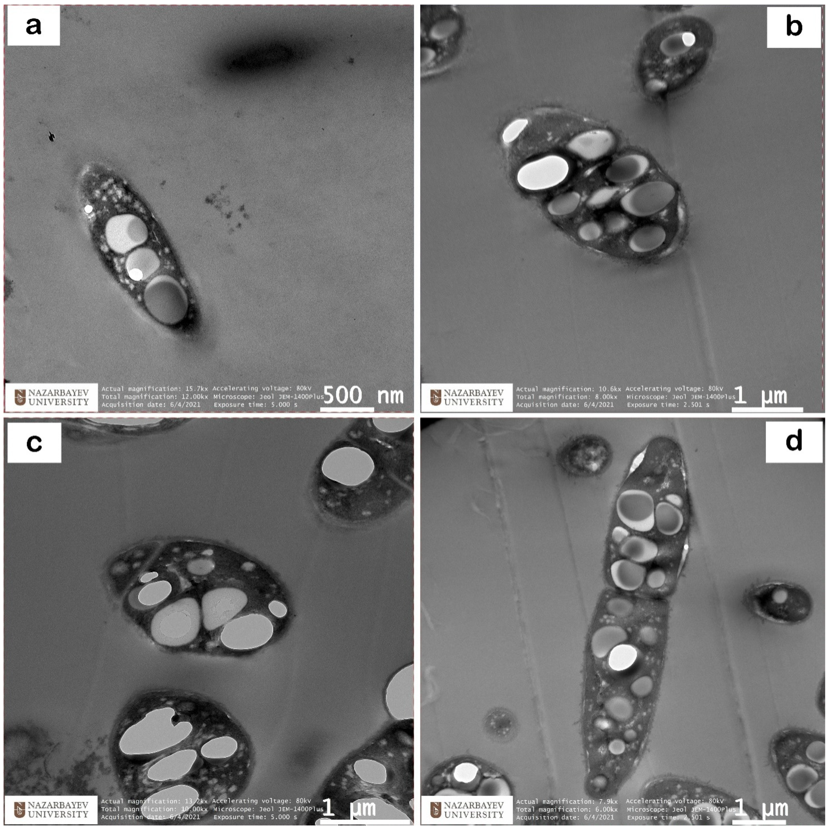 Polymers 14 00335 g005
