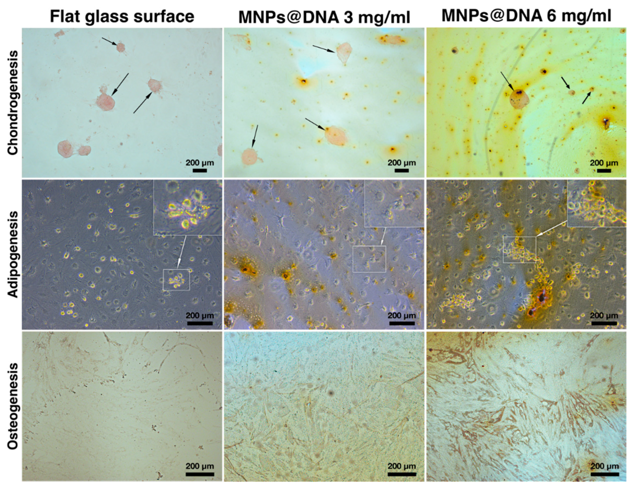 Polymers 14 00344 g006