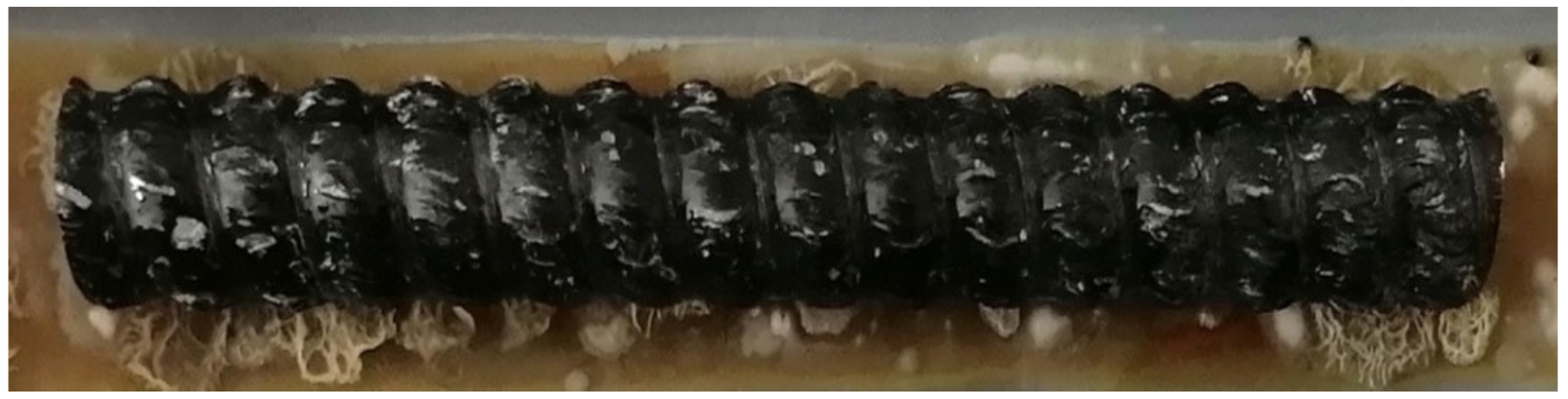 Polymers 14 00369 g003