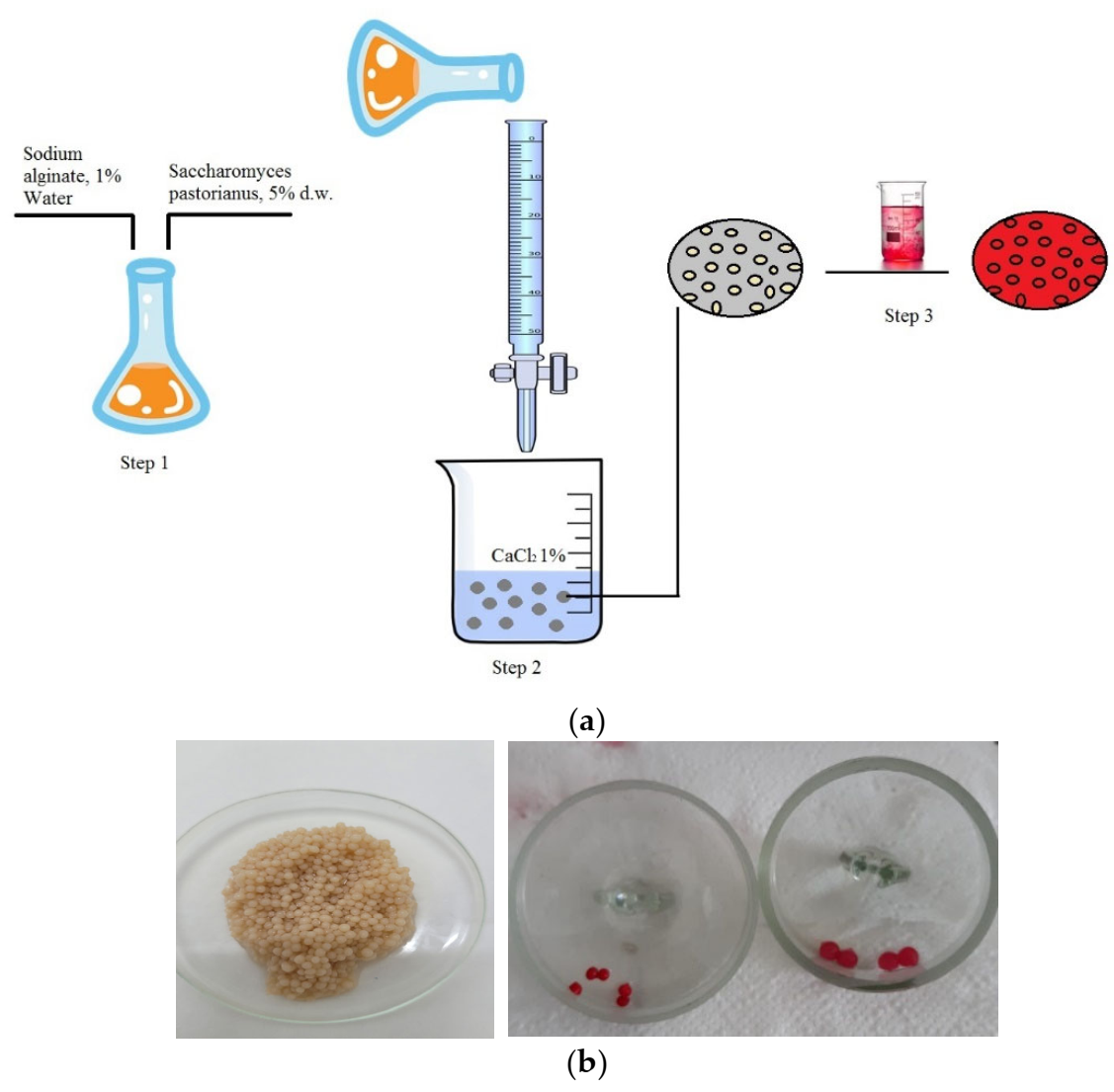 Polymers 14 00588 g001