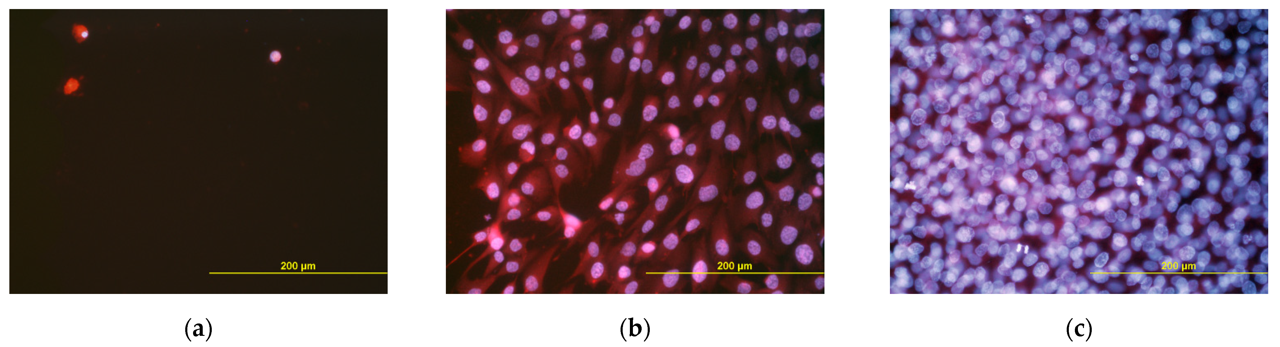 Polymers 14 00602 g013 Polymers 14 00602 g013