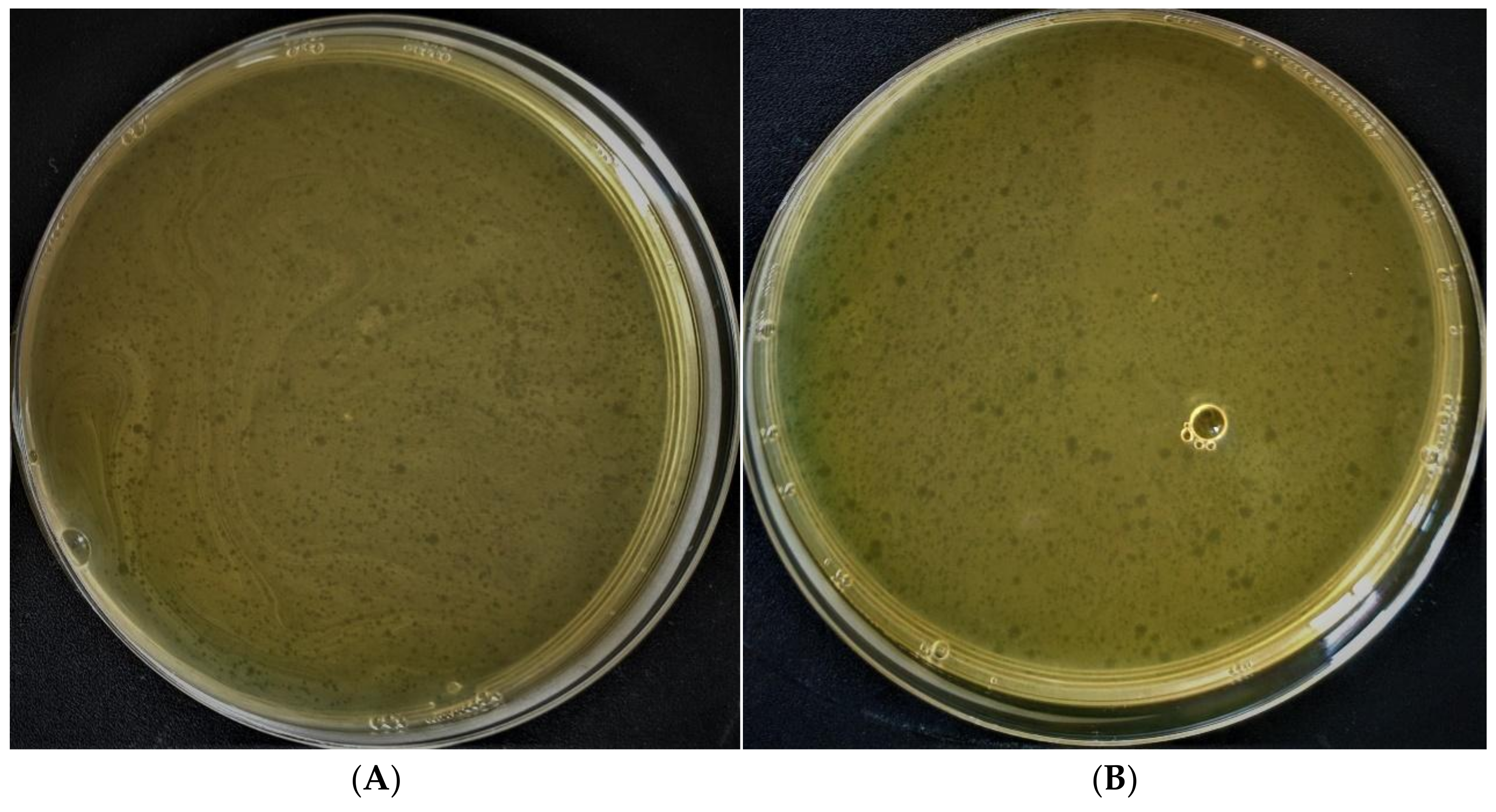 Polymers 14 00613 g002