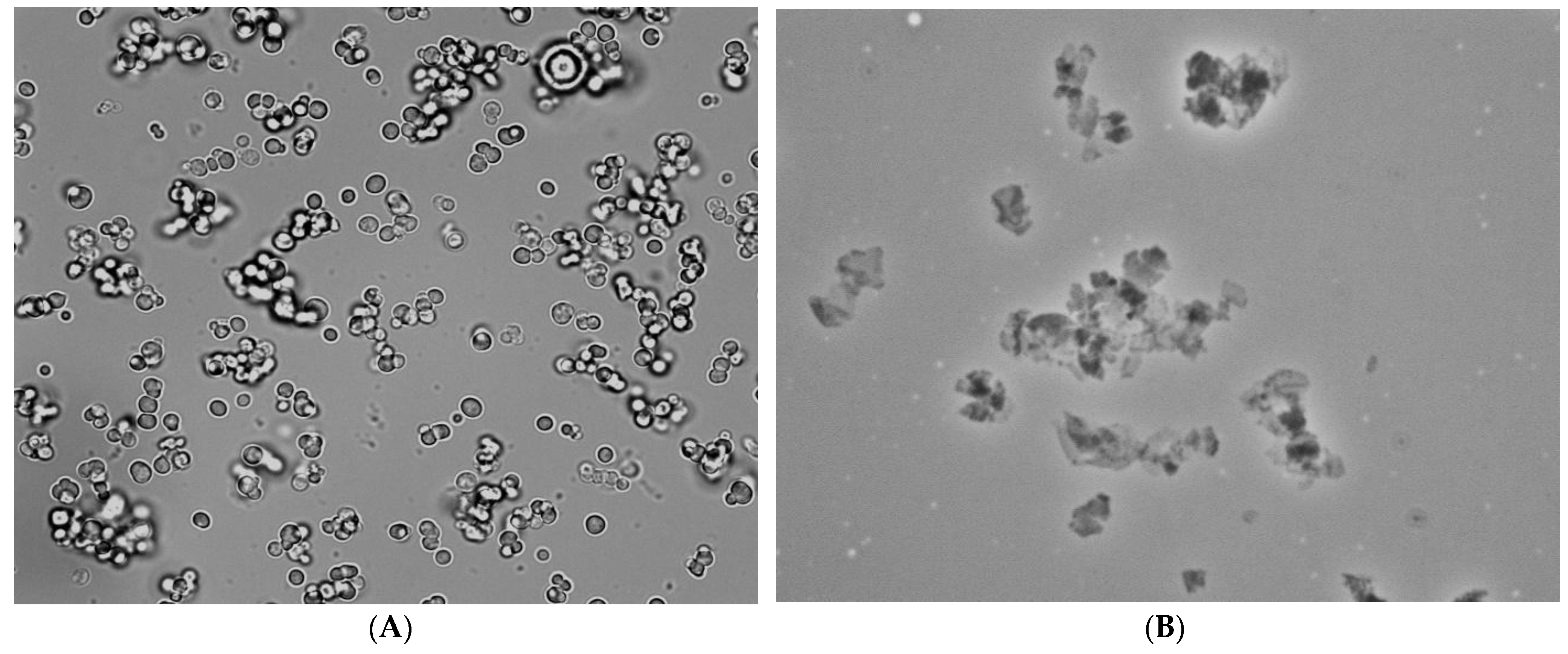 Polymers 14 00613 g003