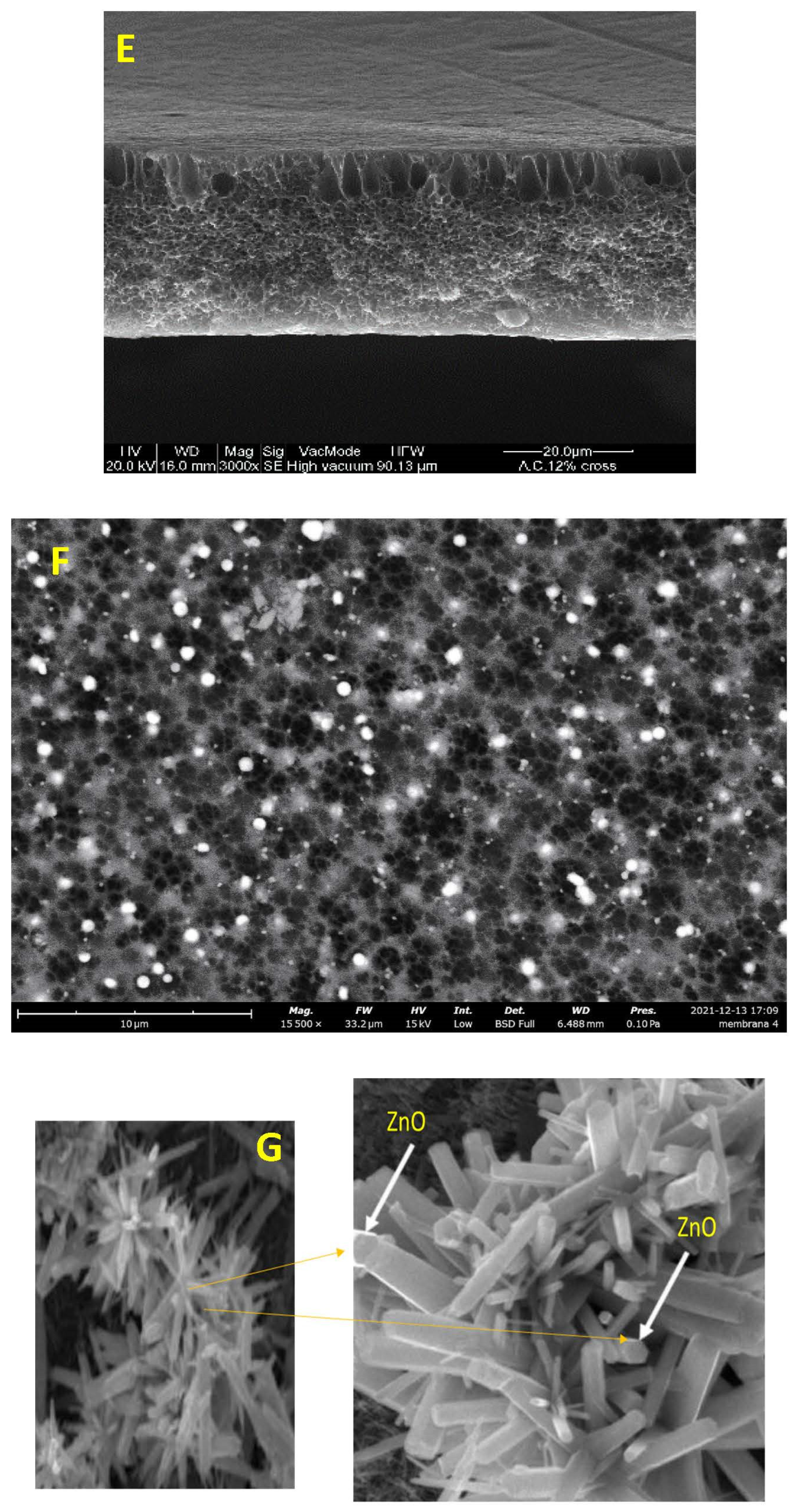 Polymers 14 00636 g003b
