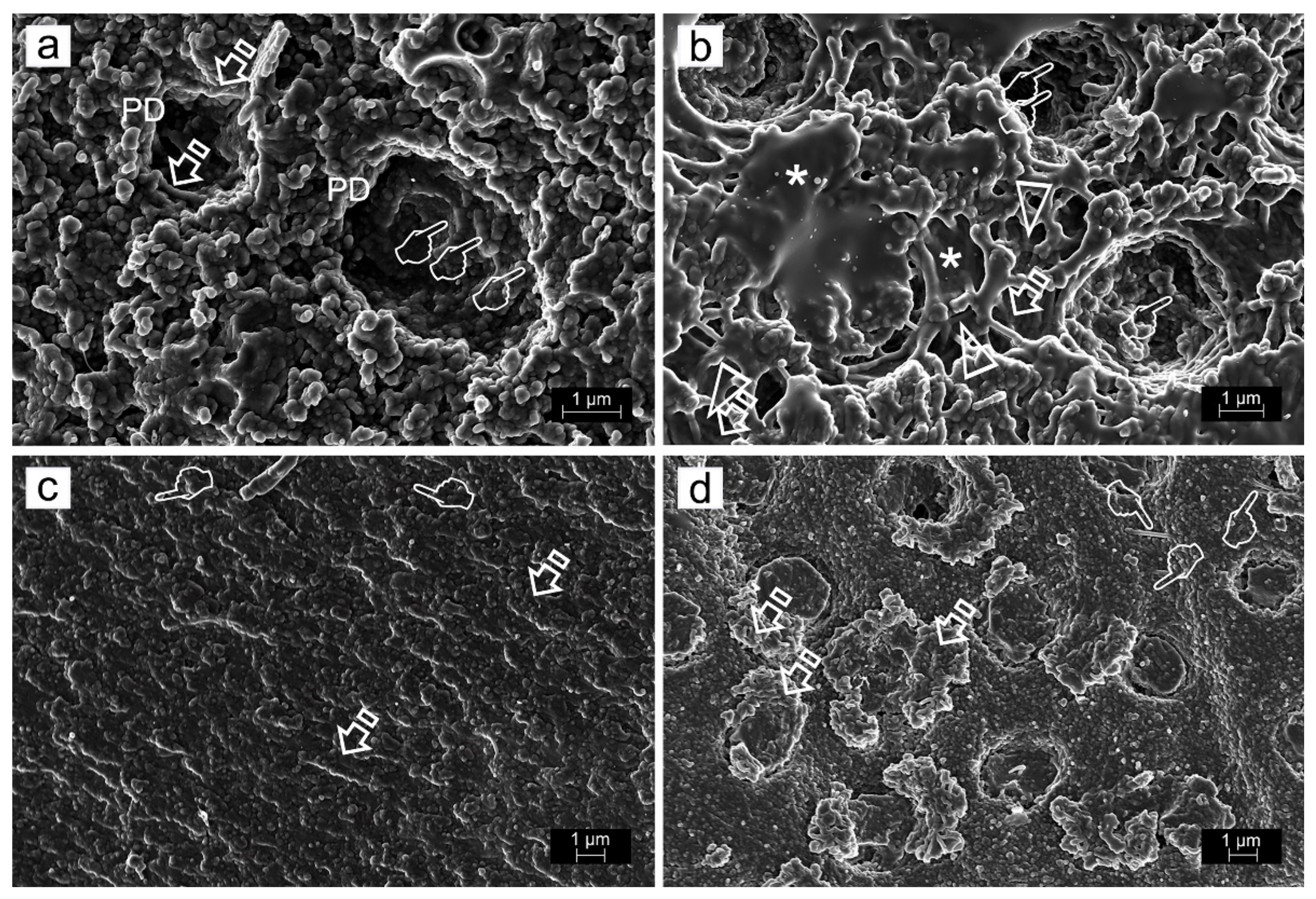 Polymers 14 00642 g004 Polymers 14 00642 g004