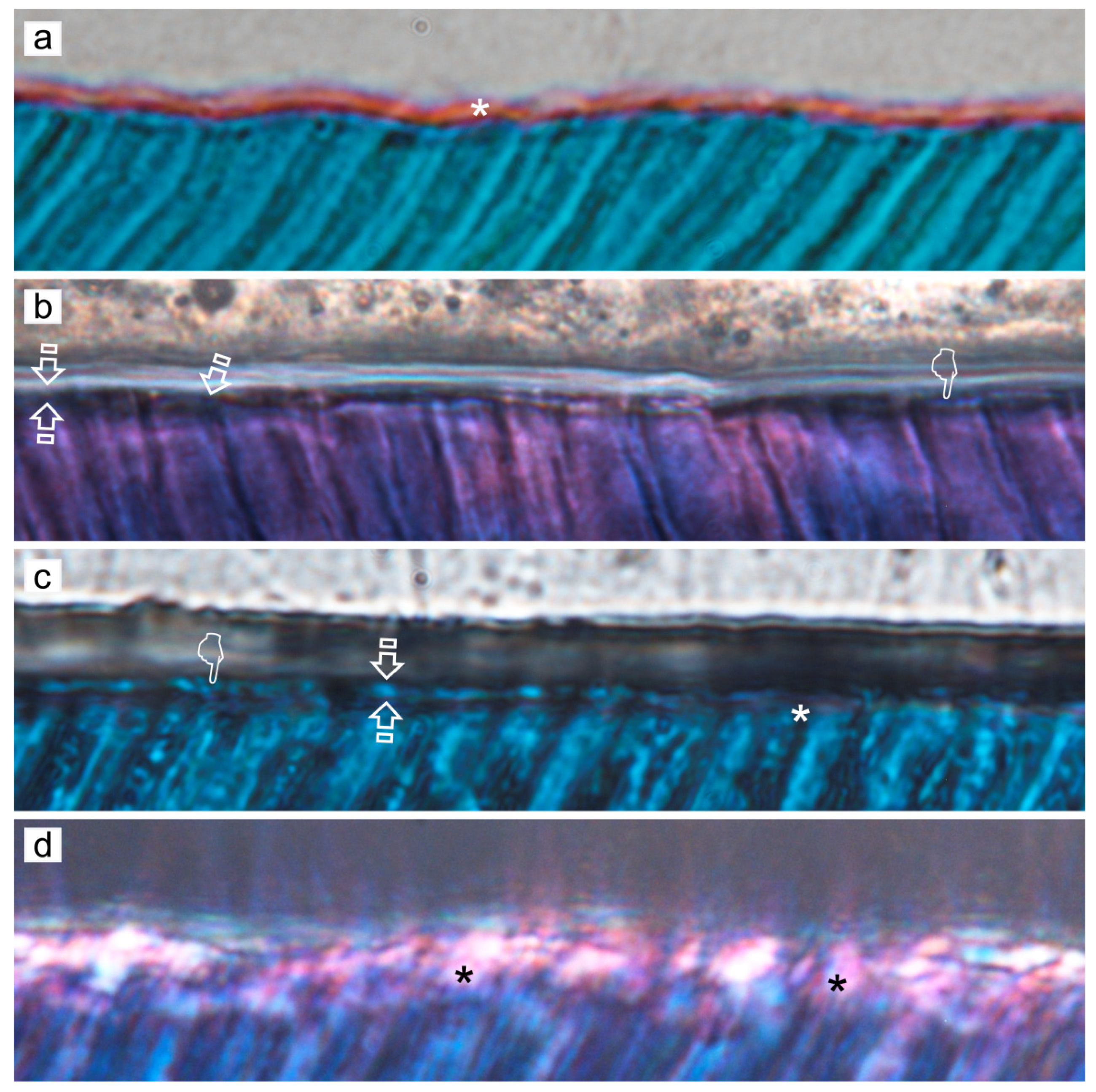 Polymers 14 00642 g005 Polymers 14 00642 g005
