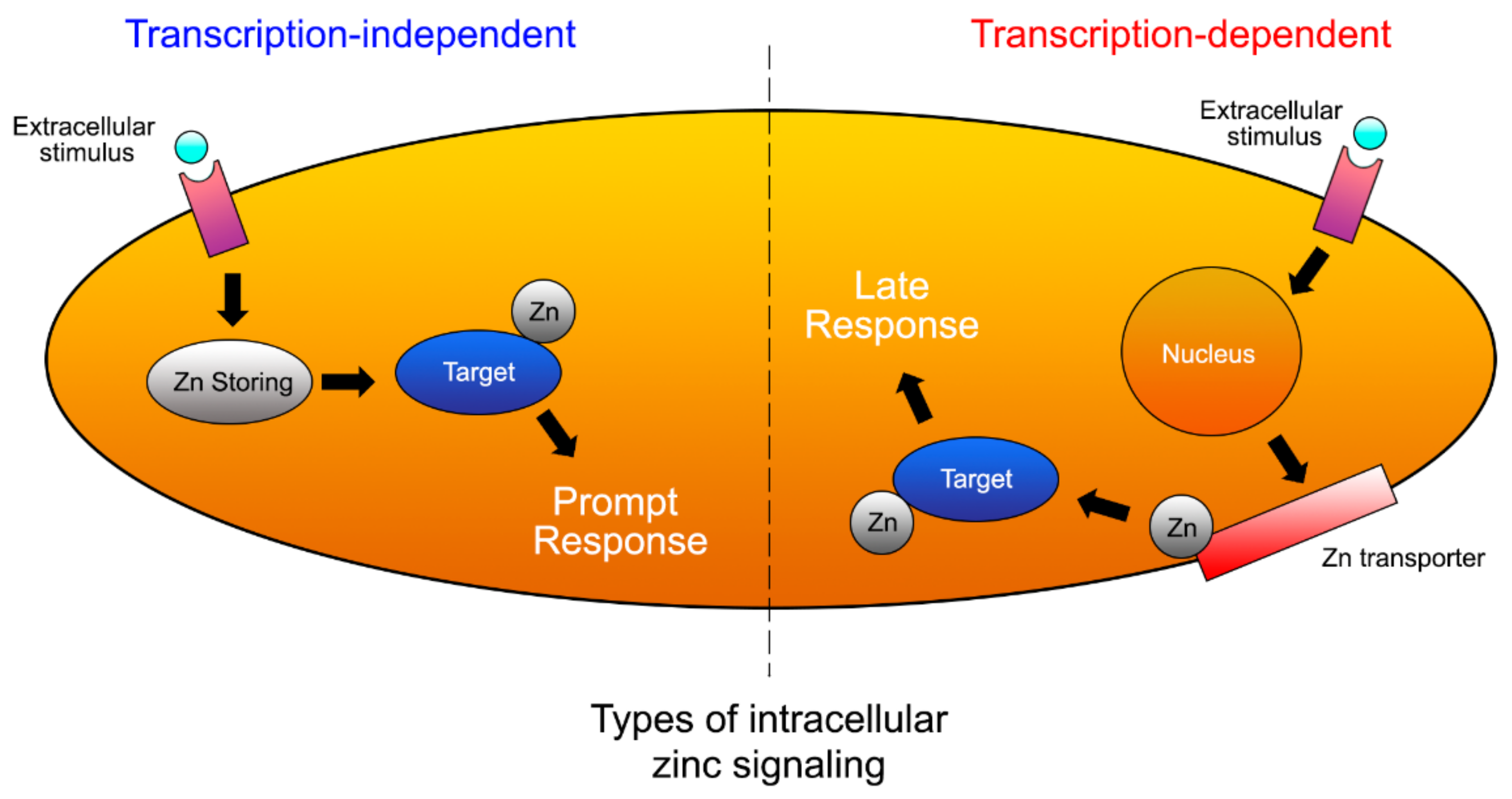 Polymers 14 00642 g010 Polymers 14 00642 g010