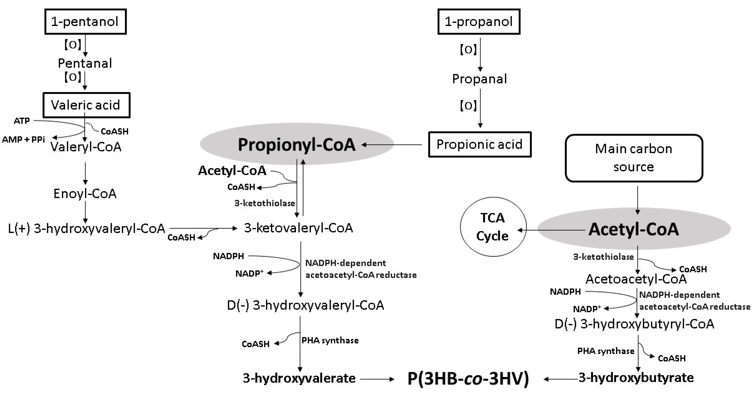 Polymers 14 00670 g002