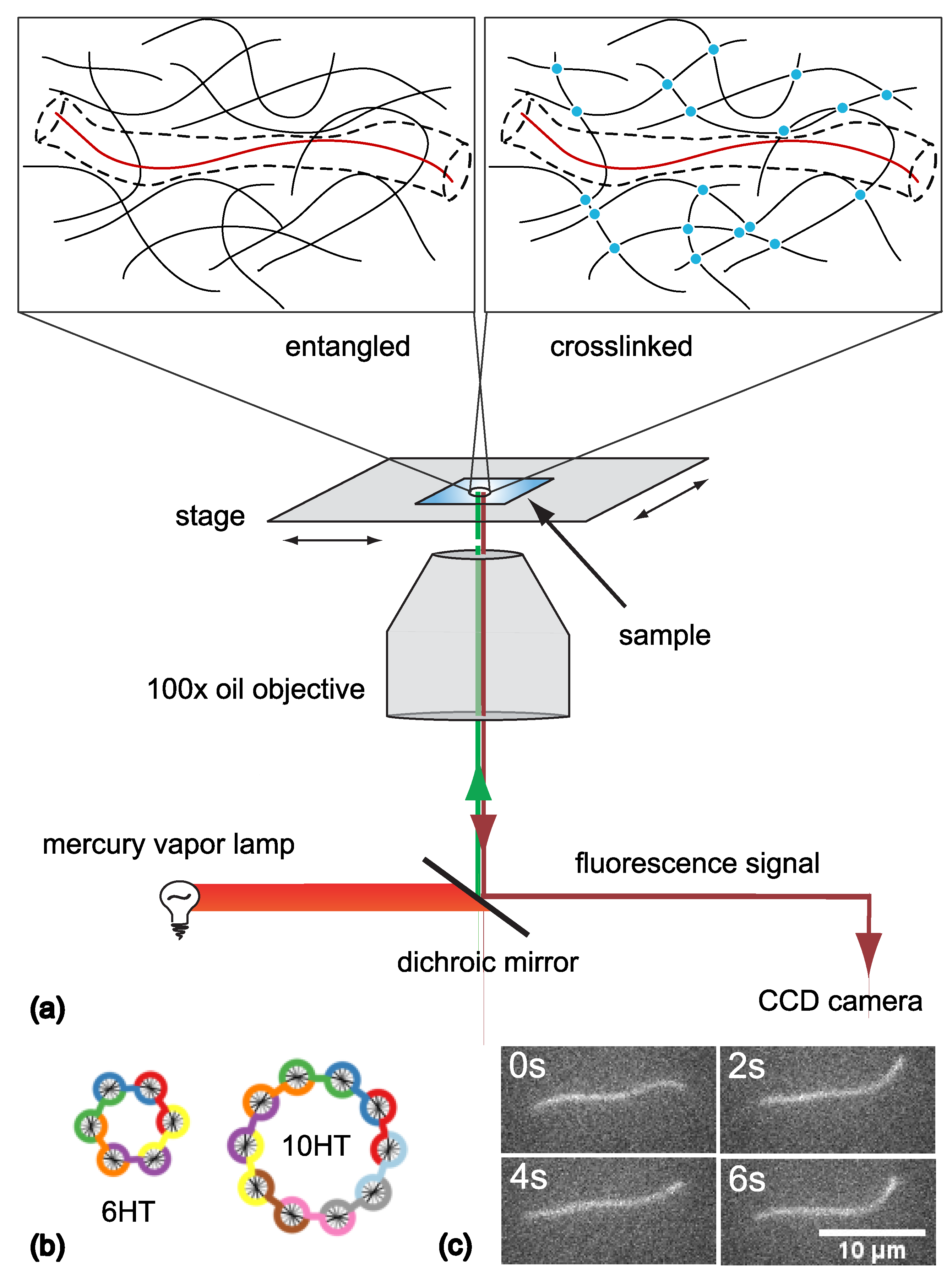 Polymers 14 00707 g001