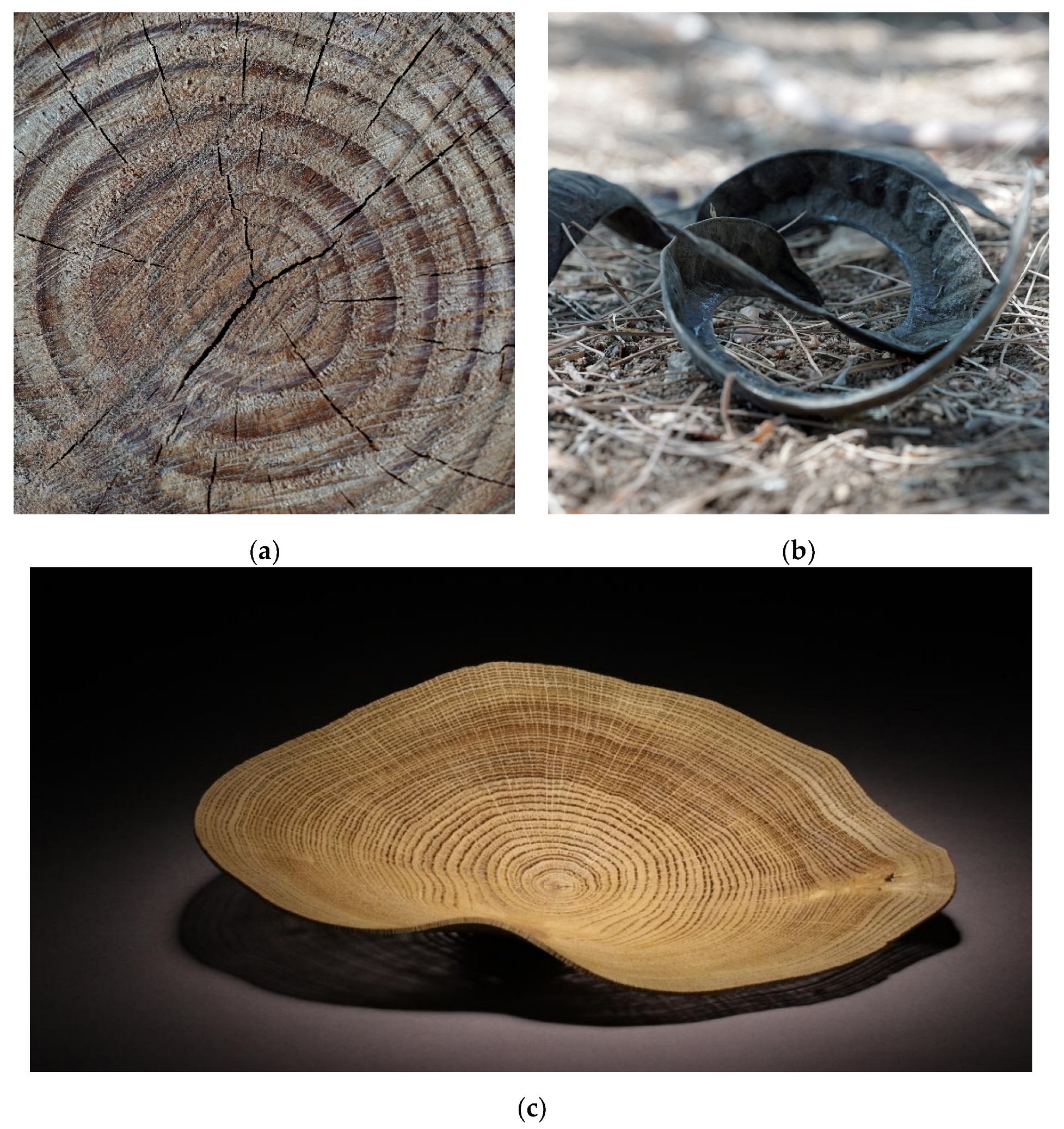 Polymers 14 00733 g001