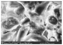 Polymers 14 00772 i005