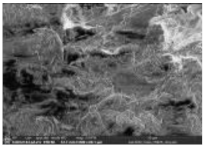 Polymers 14 00772 i009