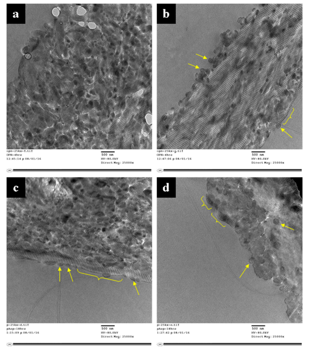Polymers 14 00775 g005