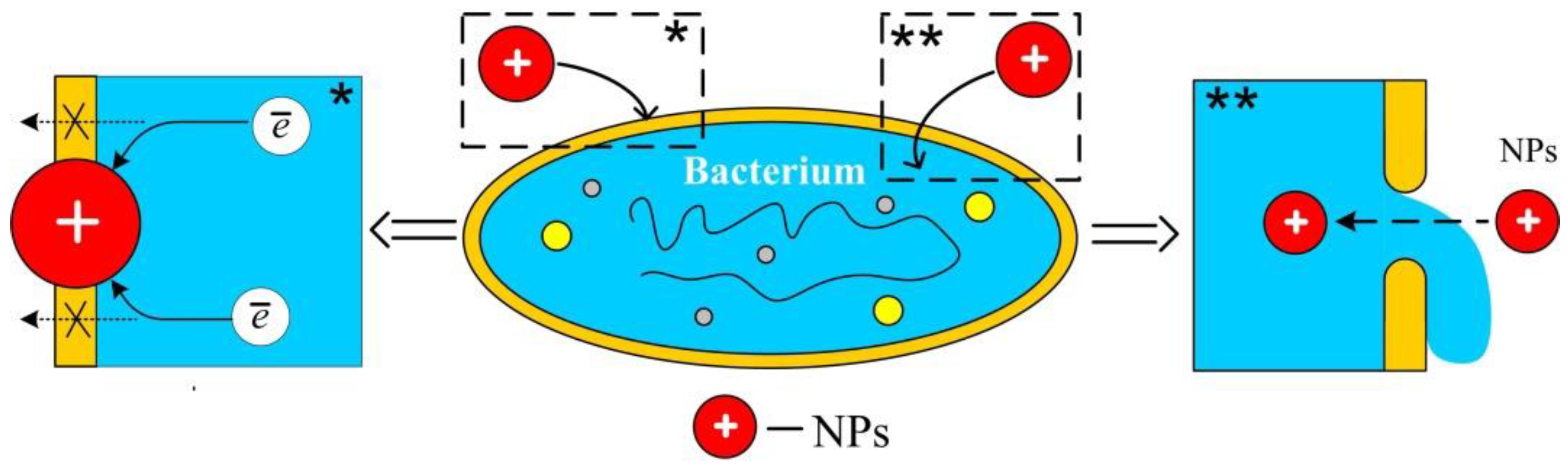 Polymers 14 00864 g001