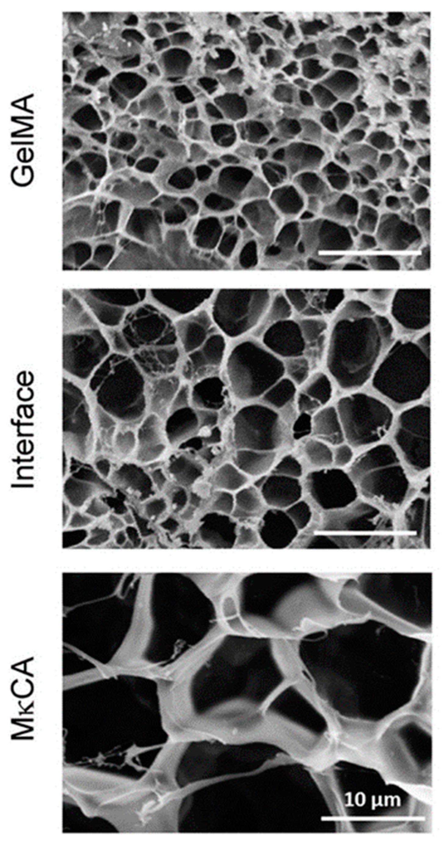 Polymers 14 00866 g005