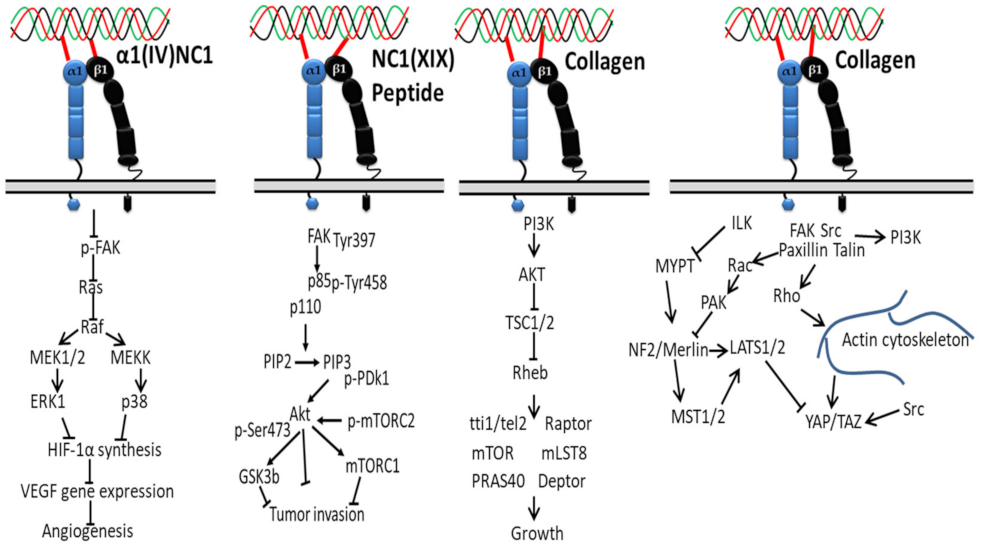 Polymers 14 00876 g003