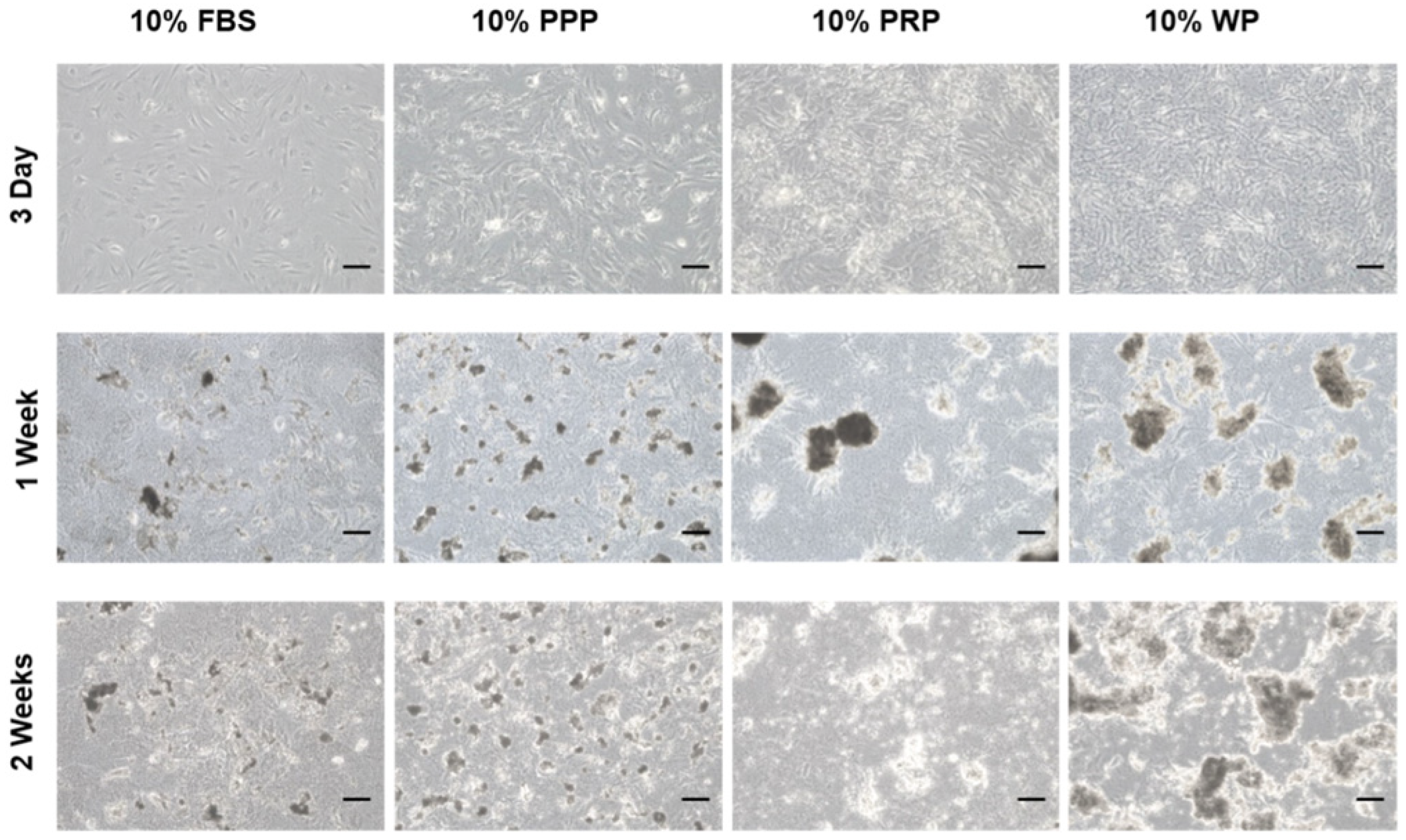 Polymers 14 00877 g003
