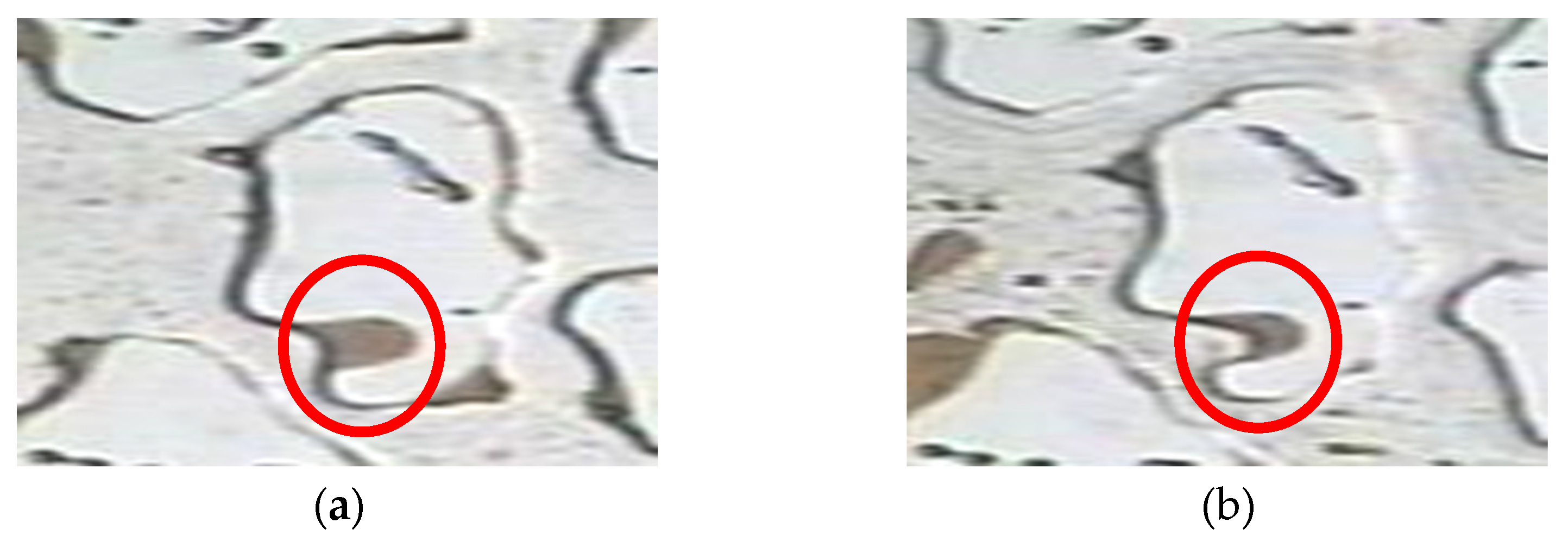 Polymers 14 00878 g003 Polymers 14 00878 g003