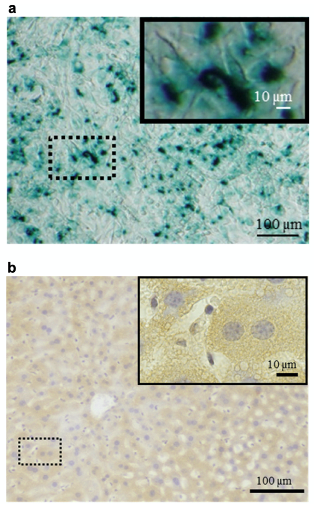 Polymers 14 00932 g004