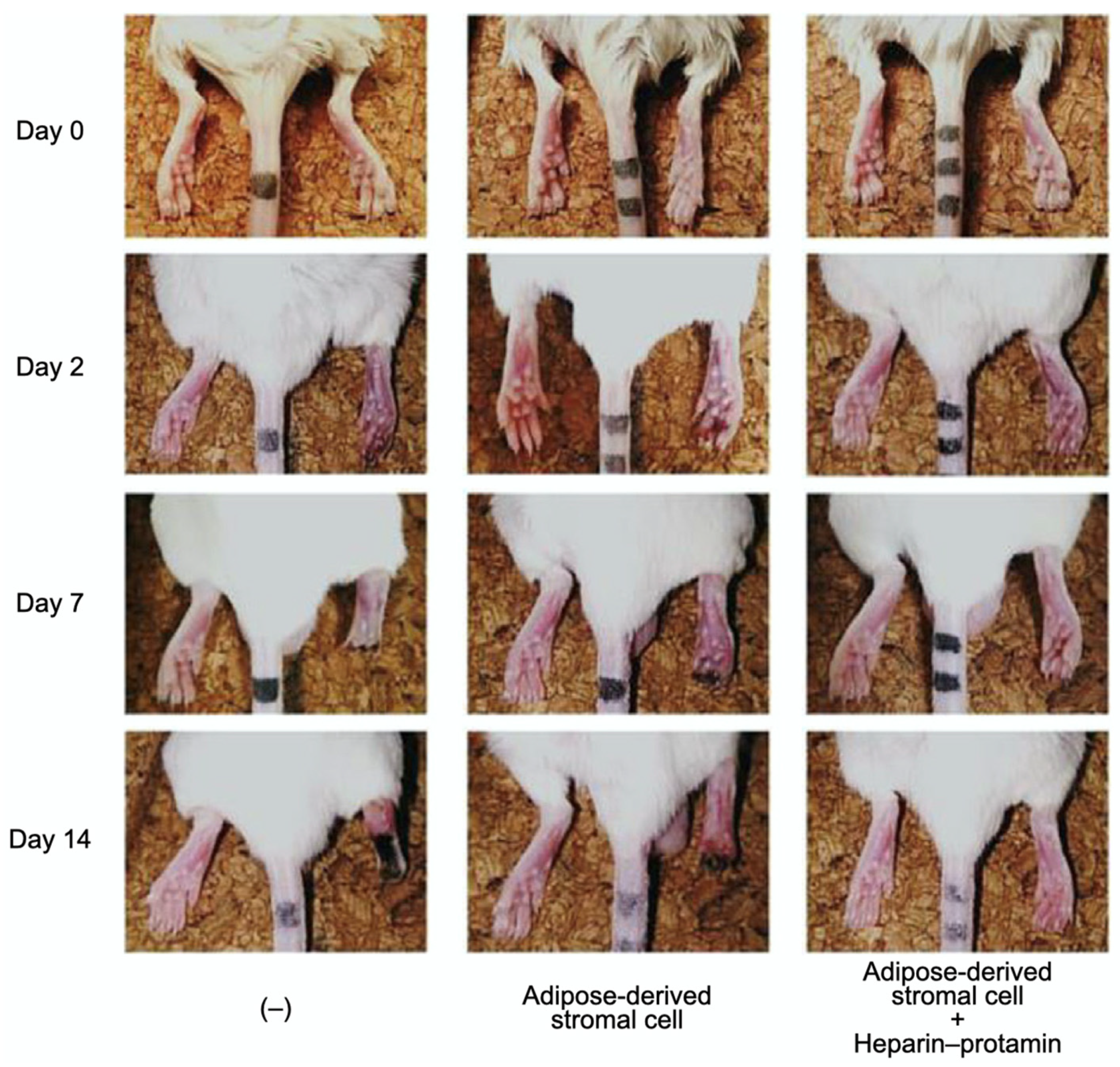 Polymers 14 00932 g005