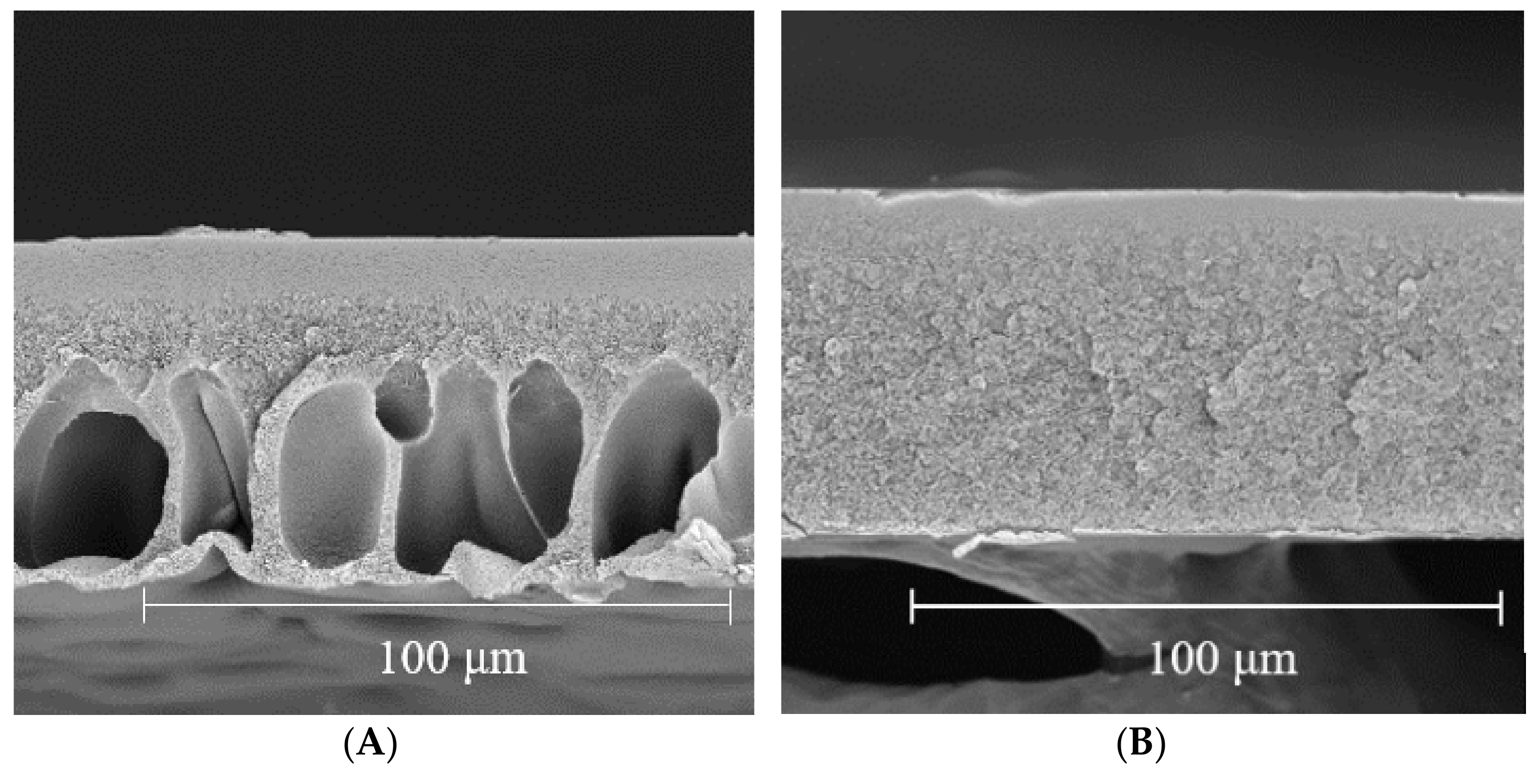 Polymers 14 00980 g002