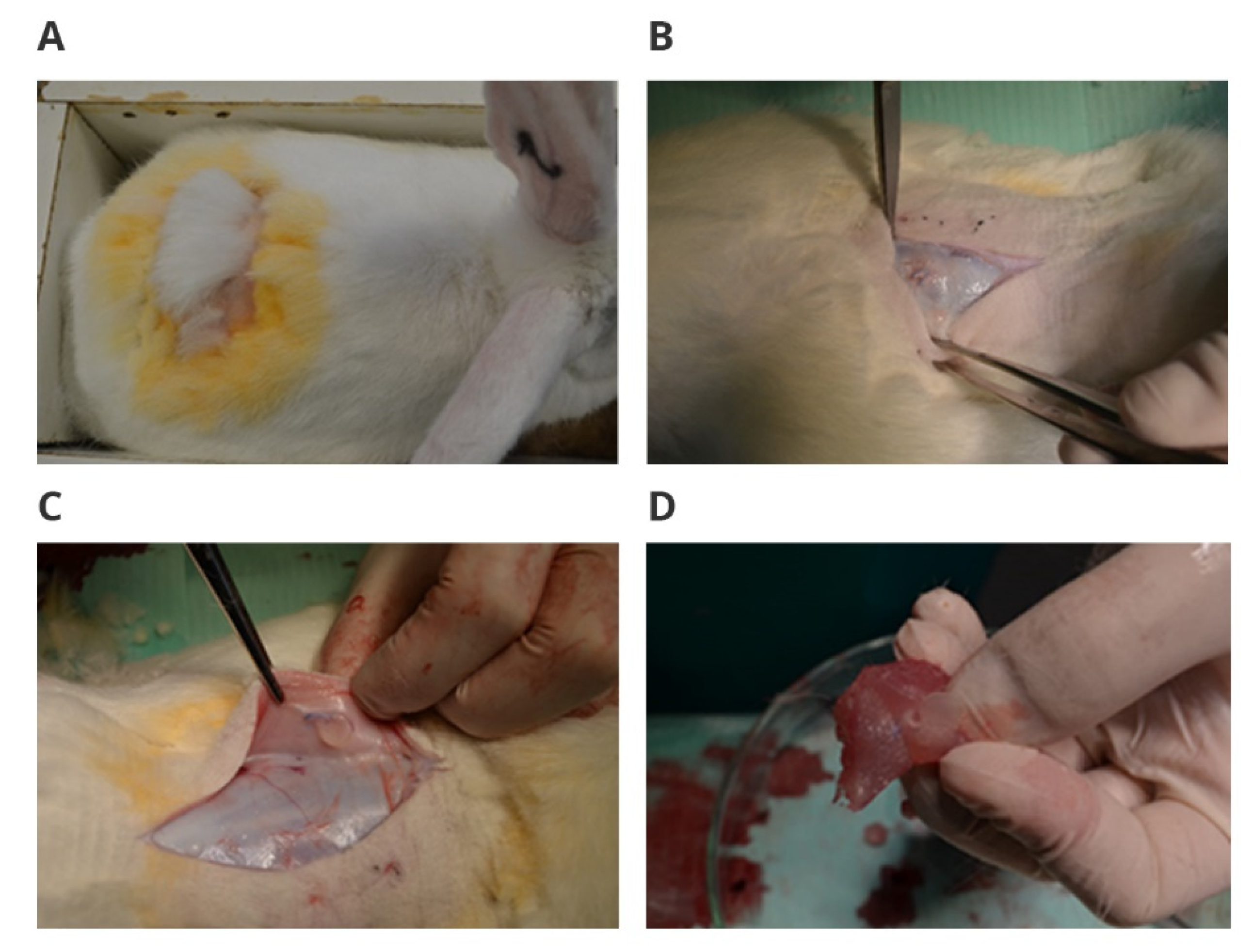 Polymers 14 01002 g001
