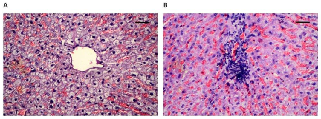 Polymers 14 01002 g003