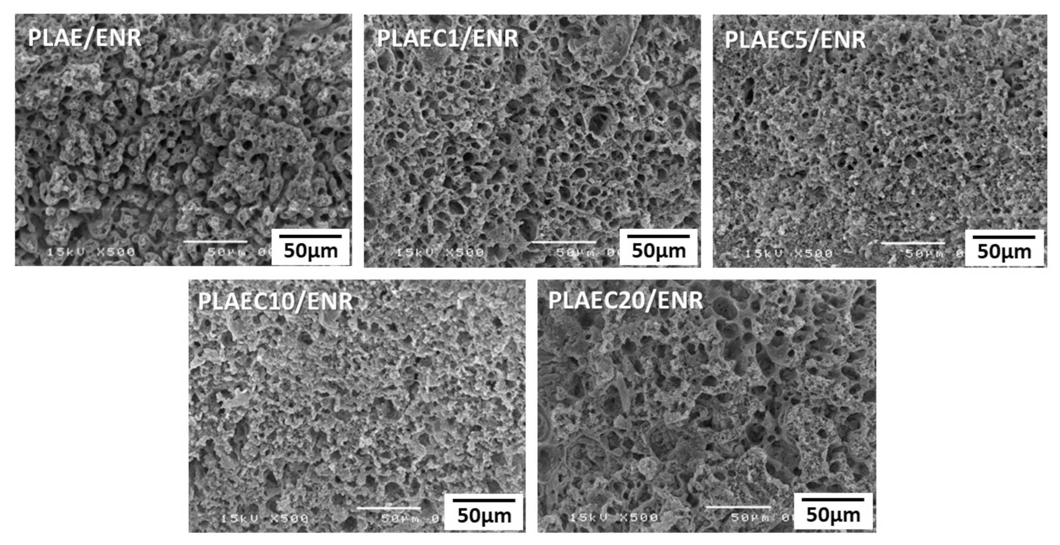 Polymers 14 01085 g005