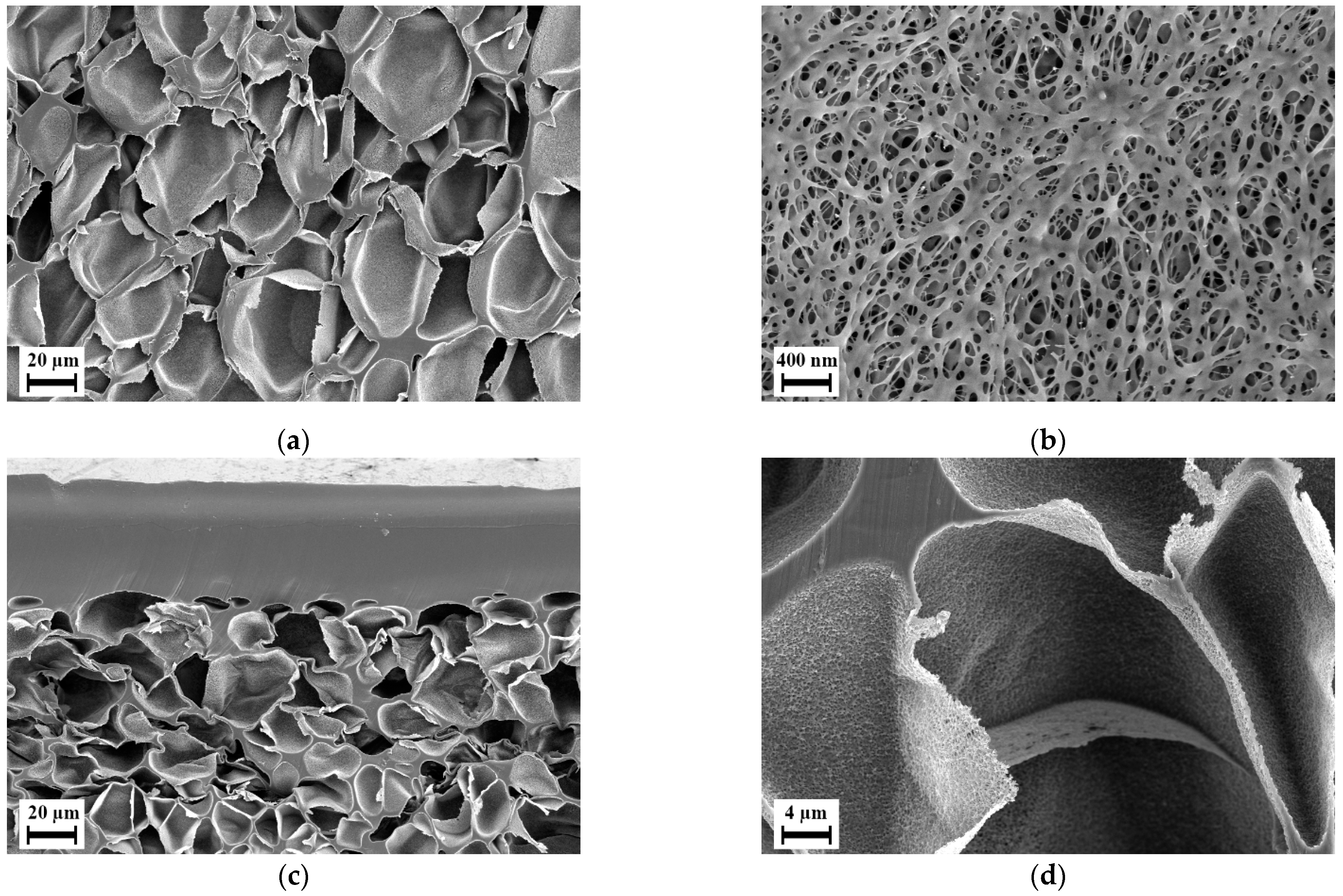 Polymers 14 01177 g008