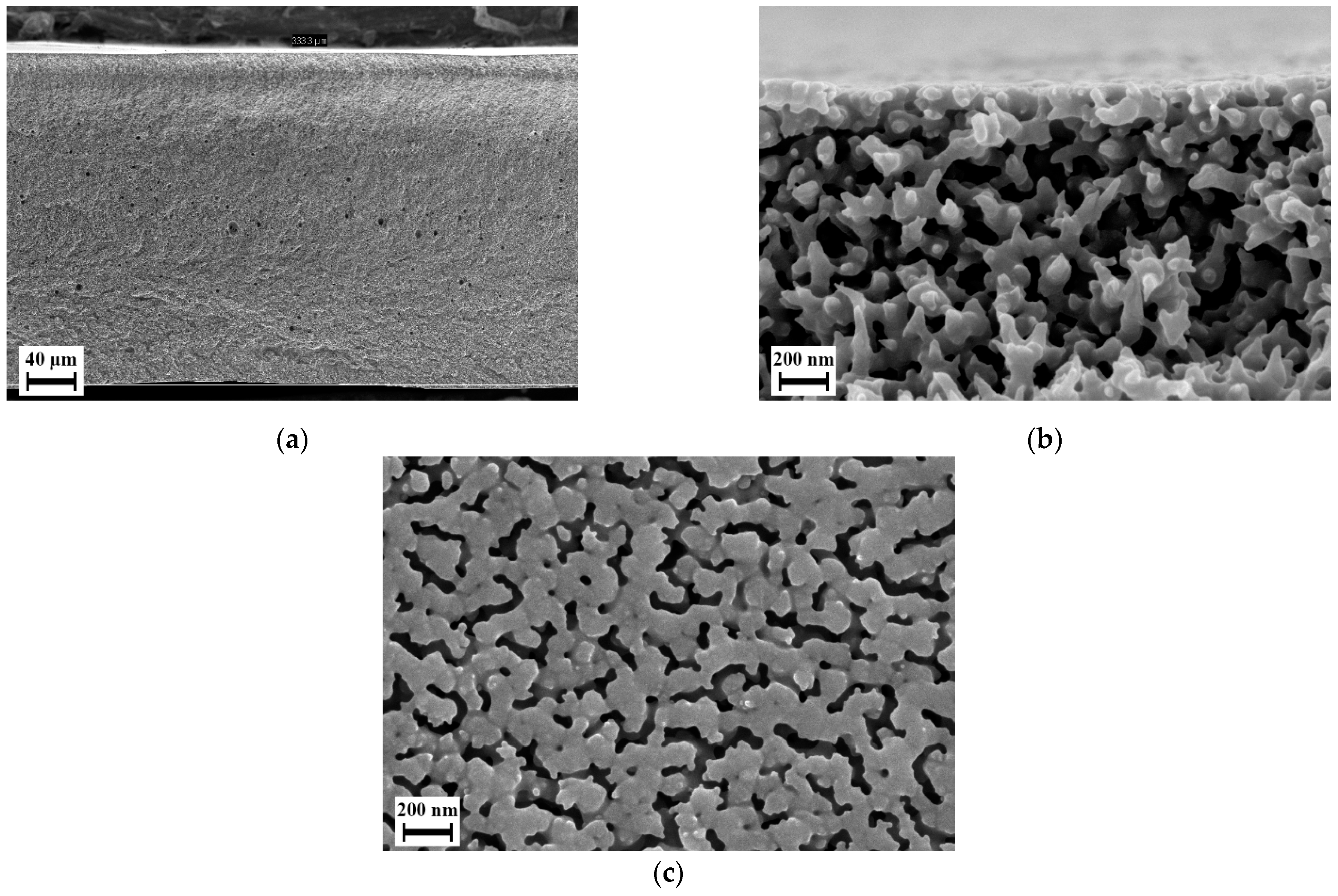 Polymers 14 01177 g012