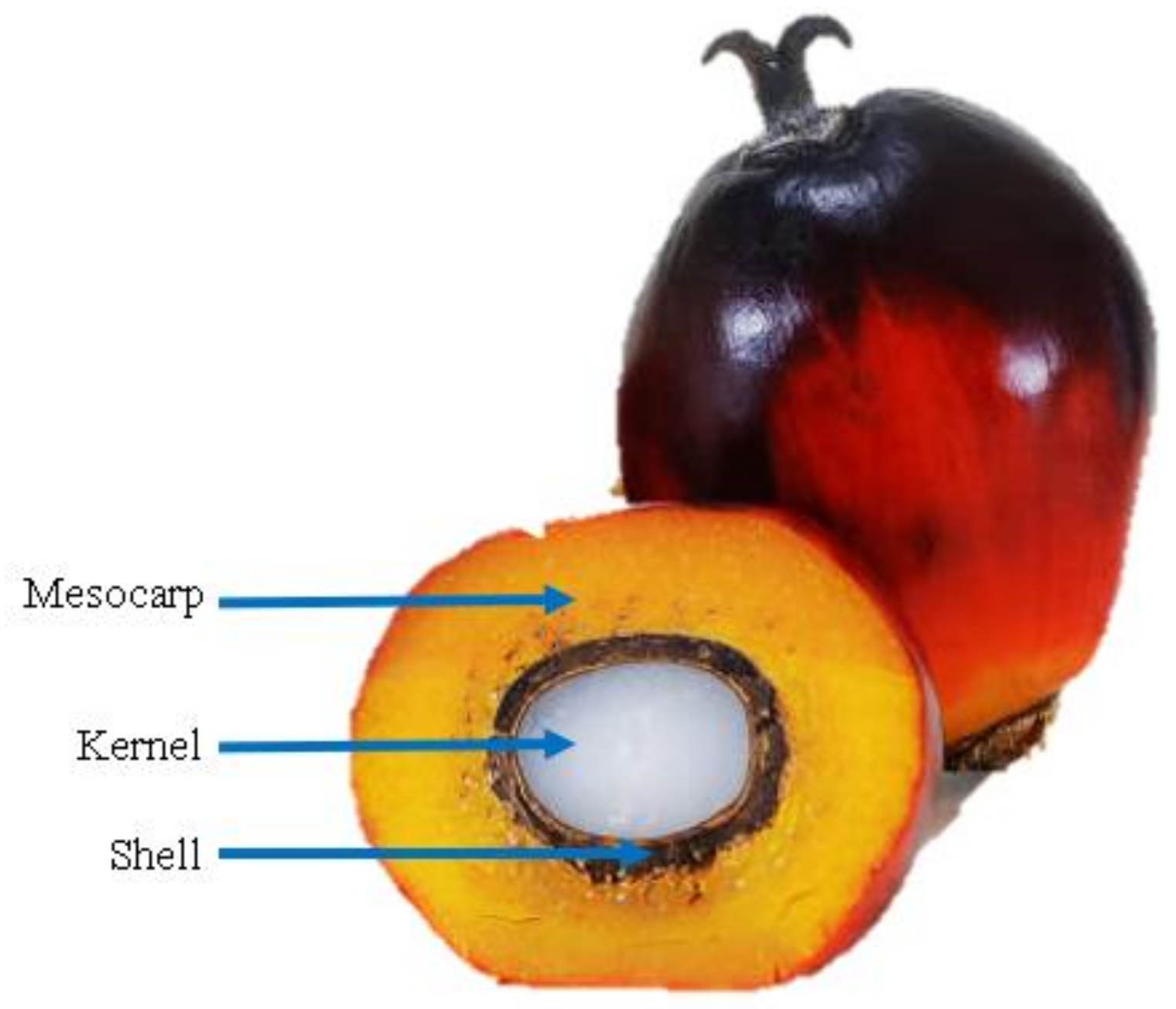 Polymers 14 01180 g005
