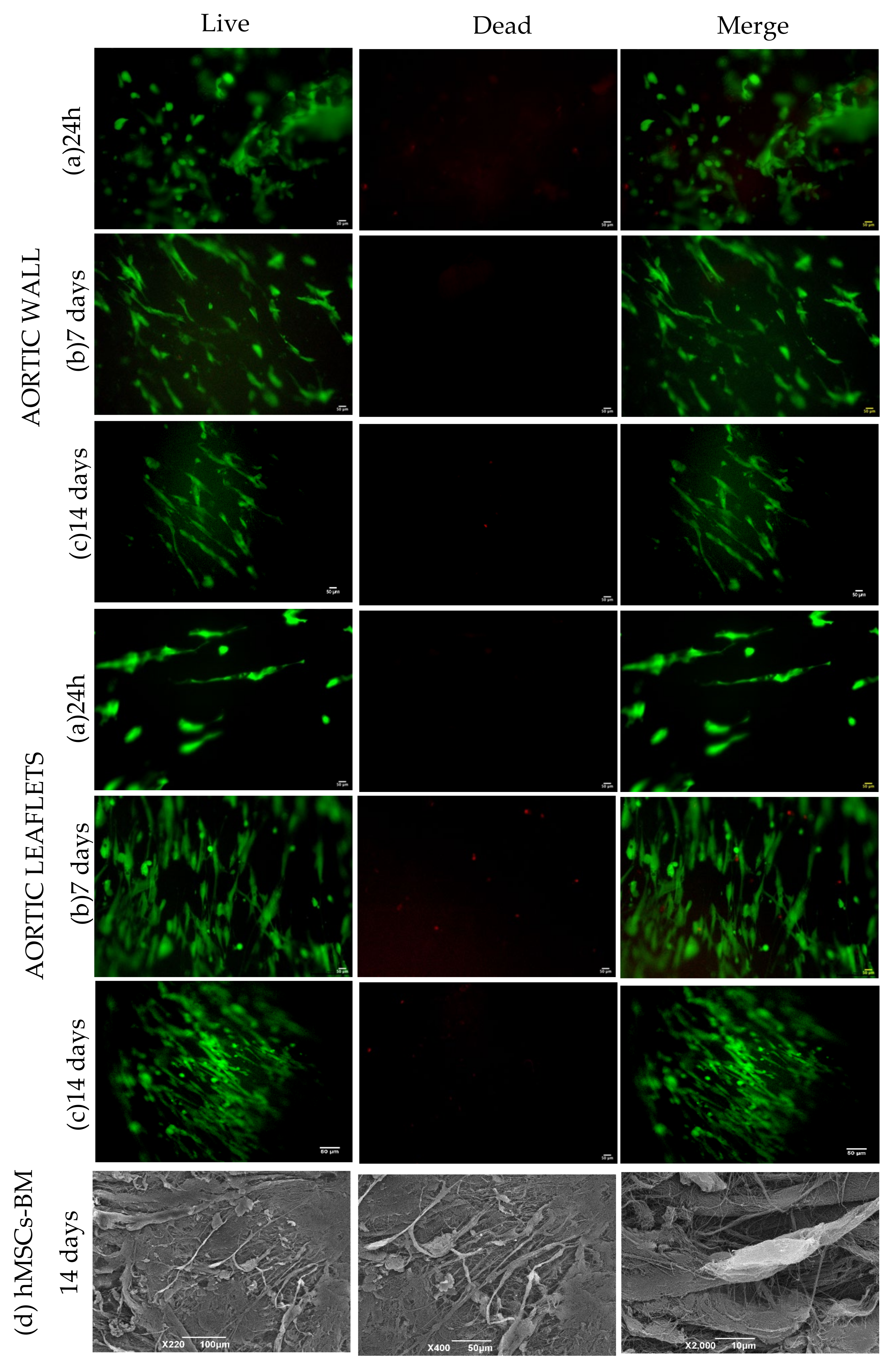 Polymers 14 01226 g008
