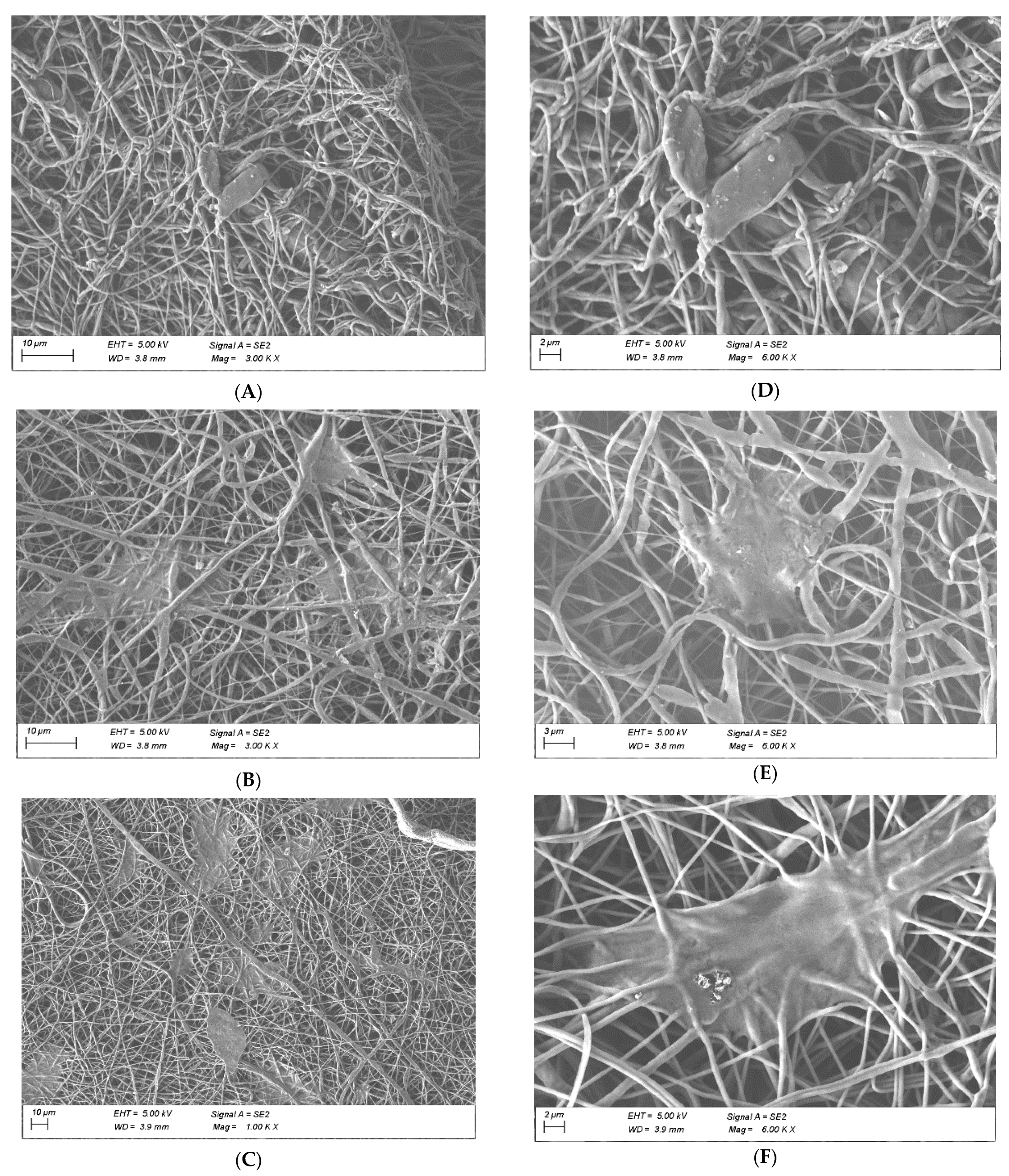 Polymers 14 01311 g006