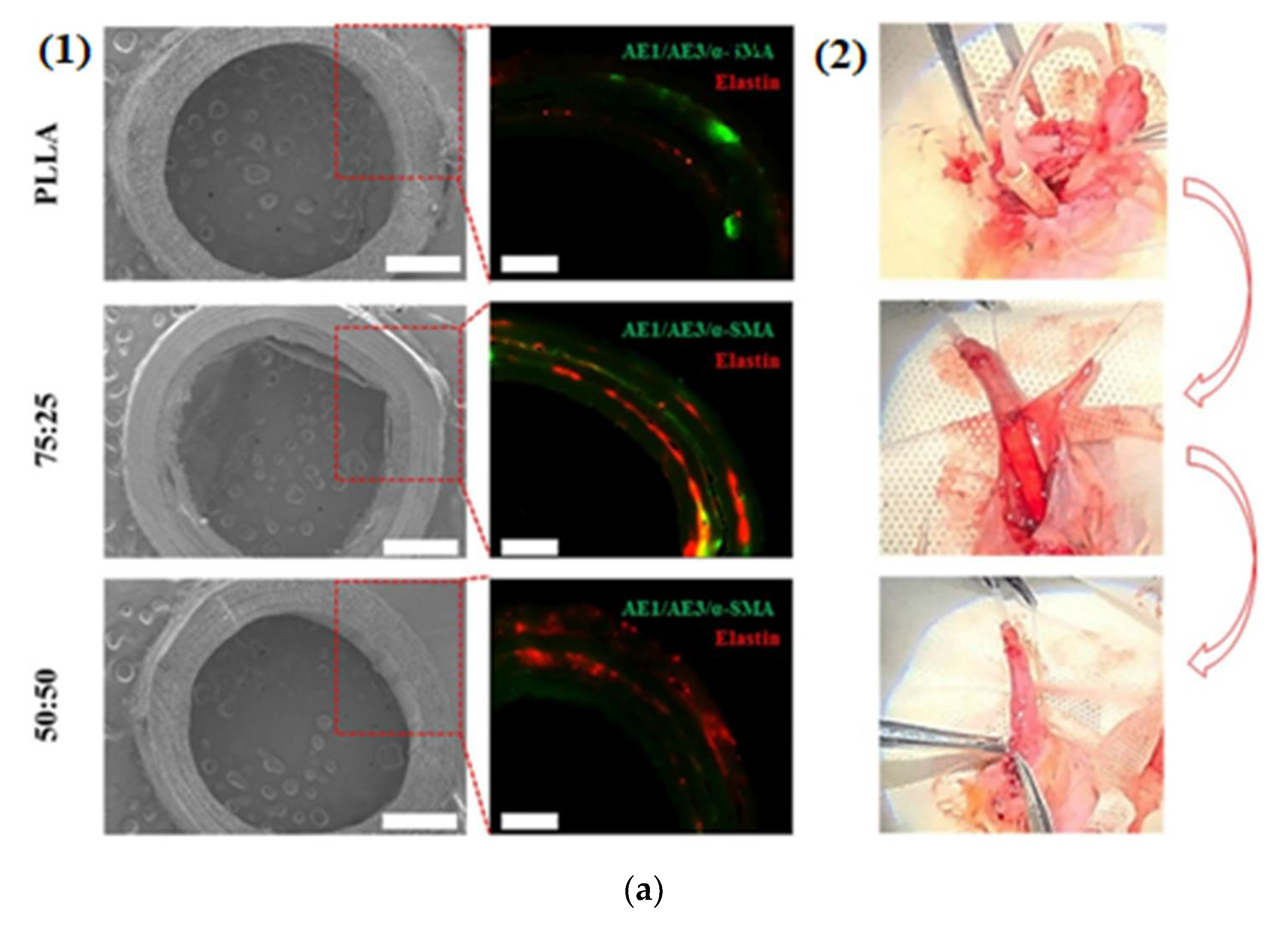 Polymers 14 01508 g006a