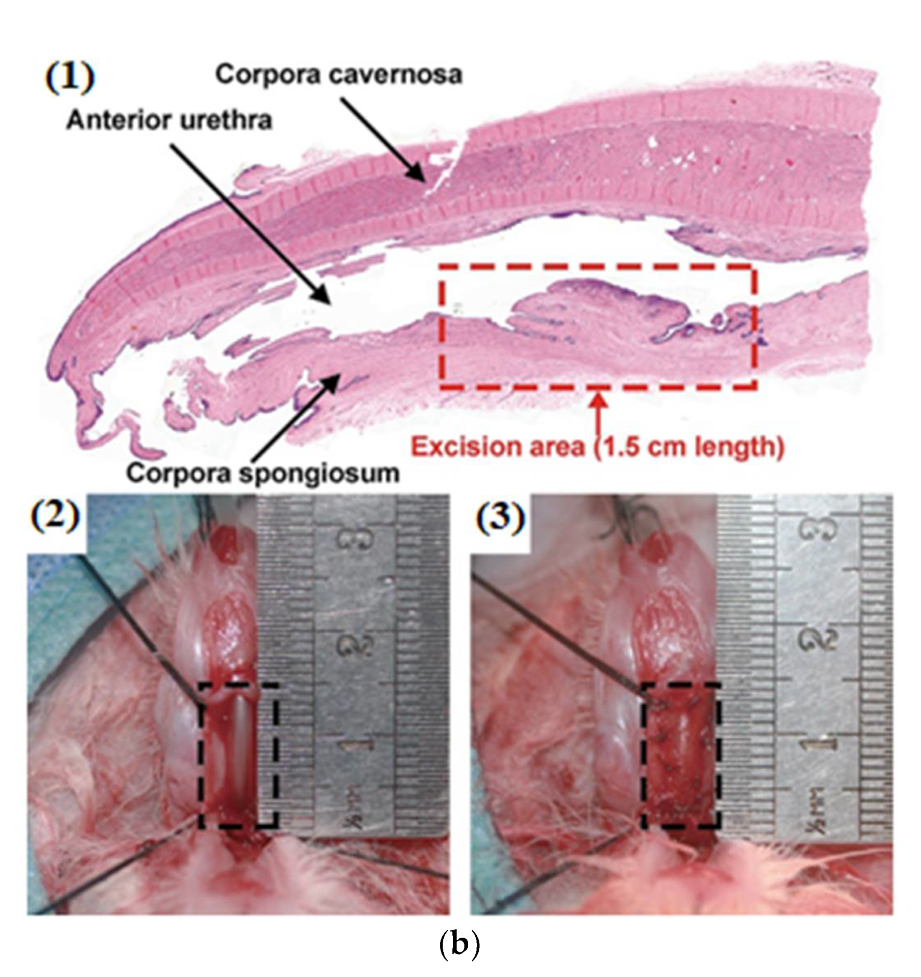Polymers 14 01508 g006b