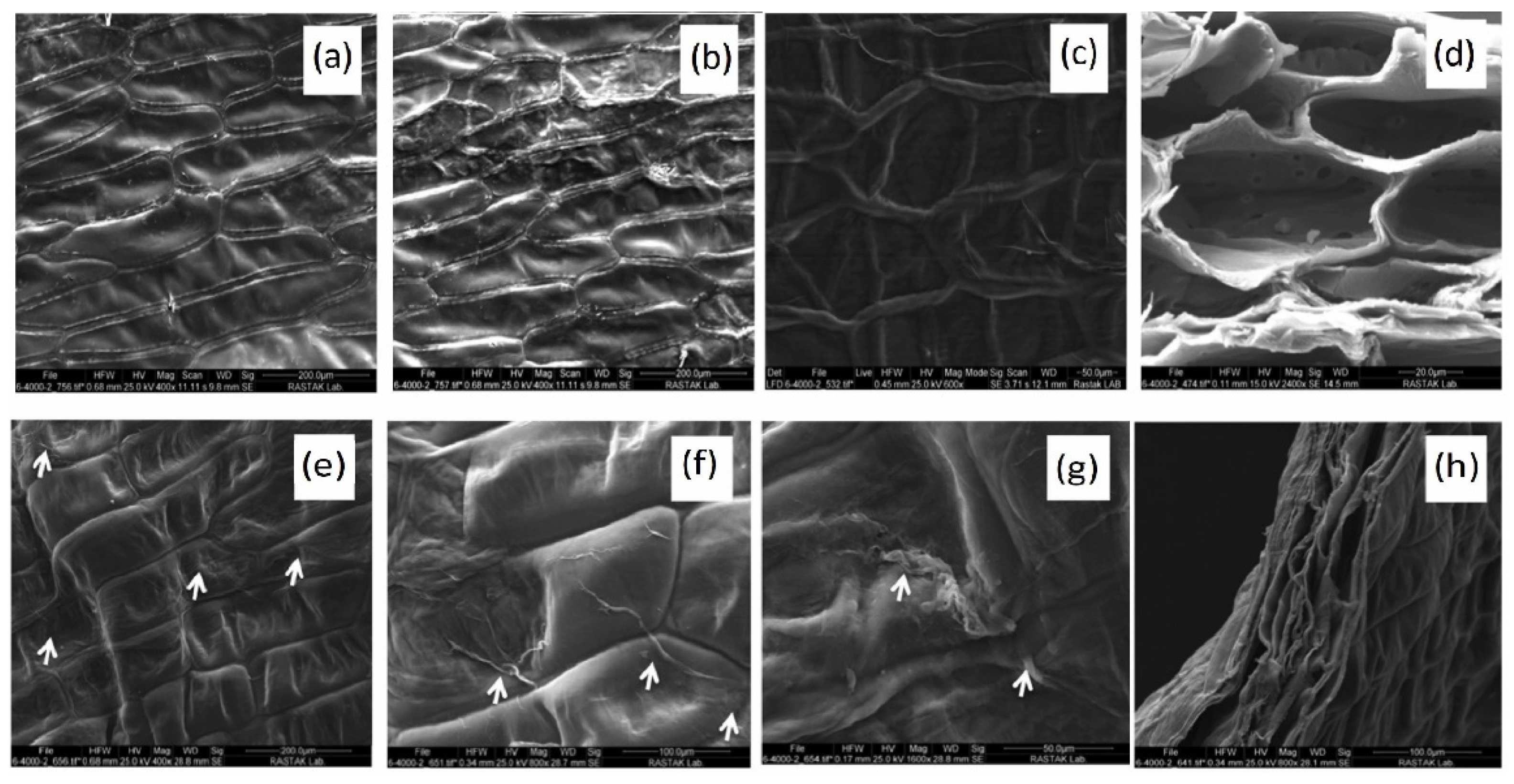 Polymers 14 01531 g005