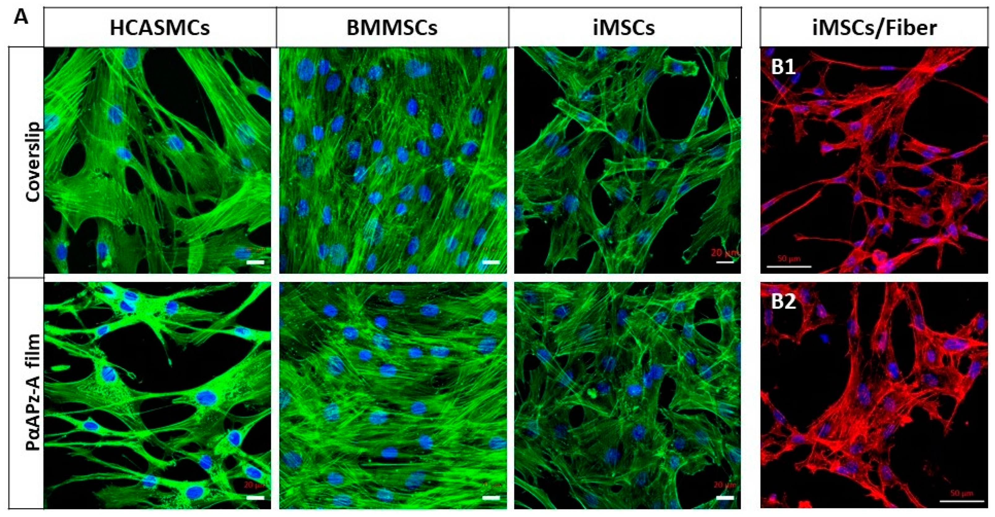 Polymers 14 01555 g004