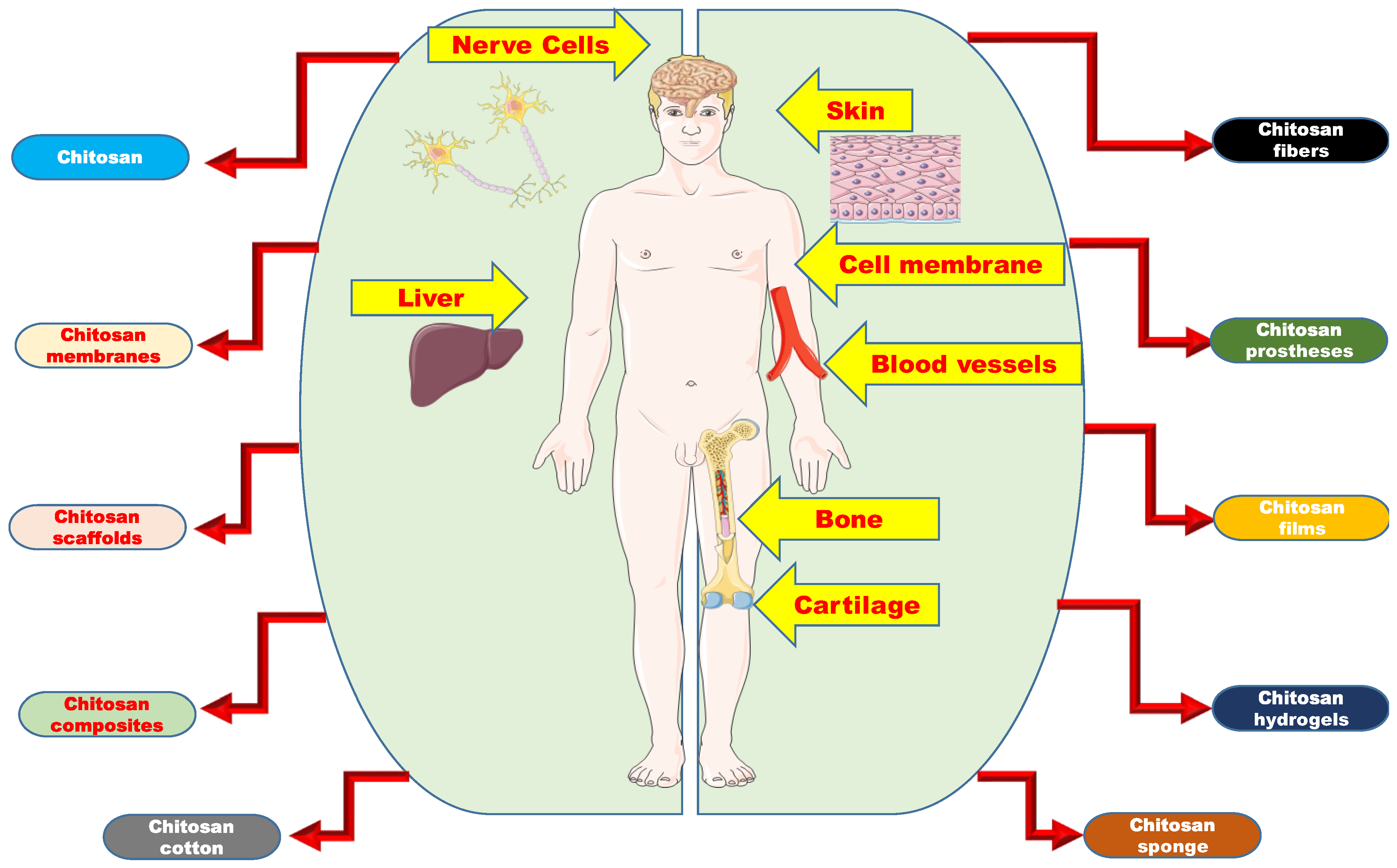 Polymers 14 01587 g001