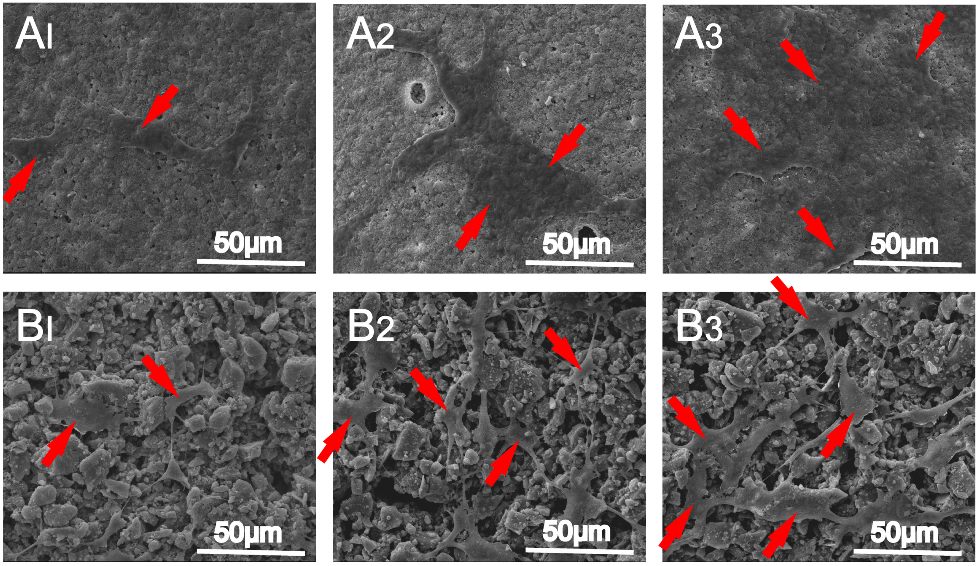 Polymers 14 01627 g006
