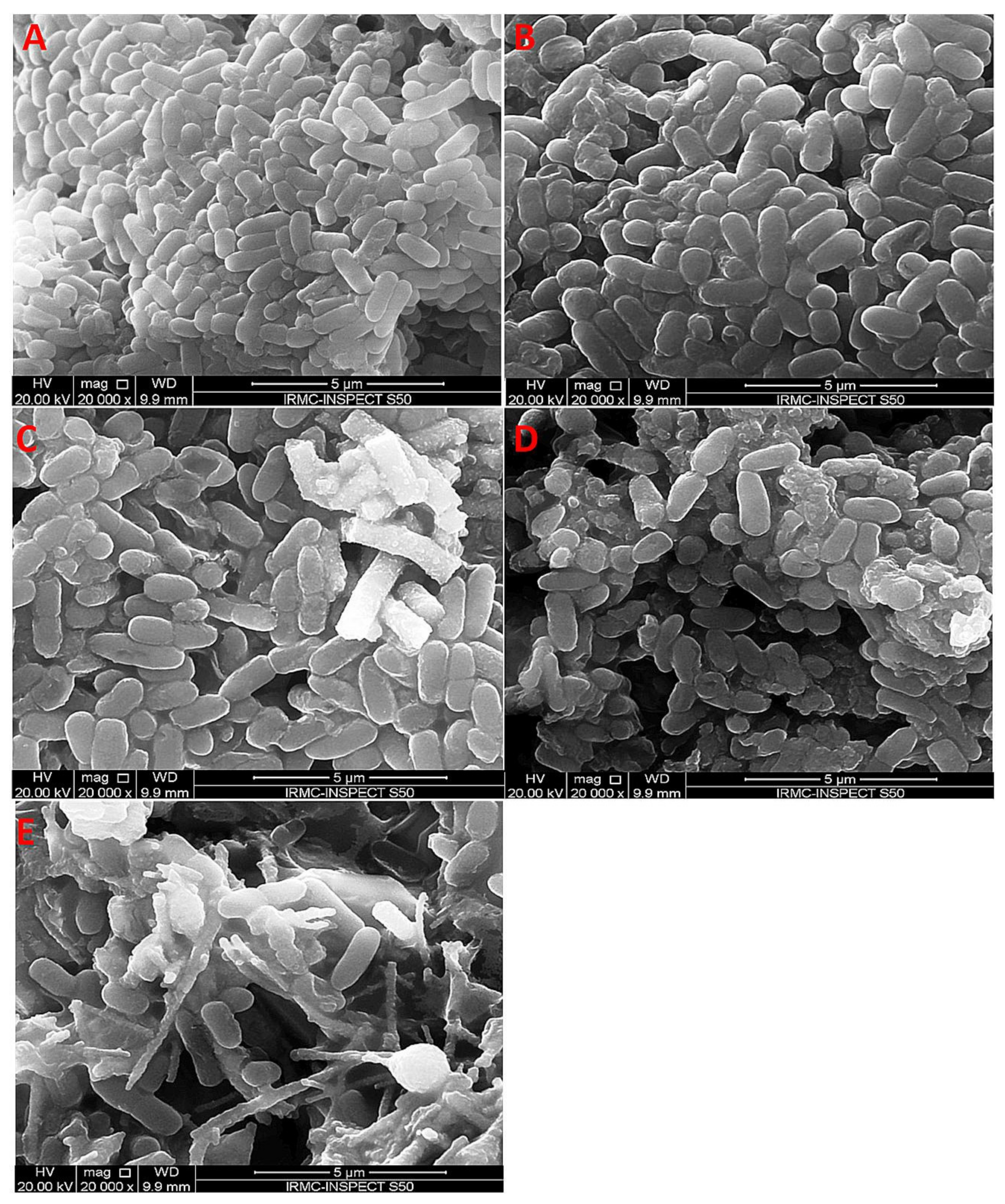 Polymers 14 01661 g006