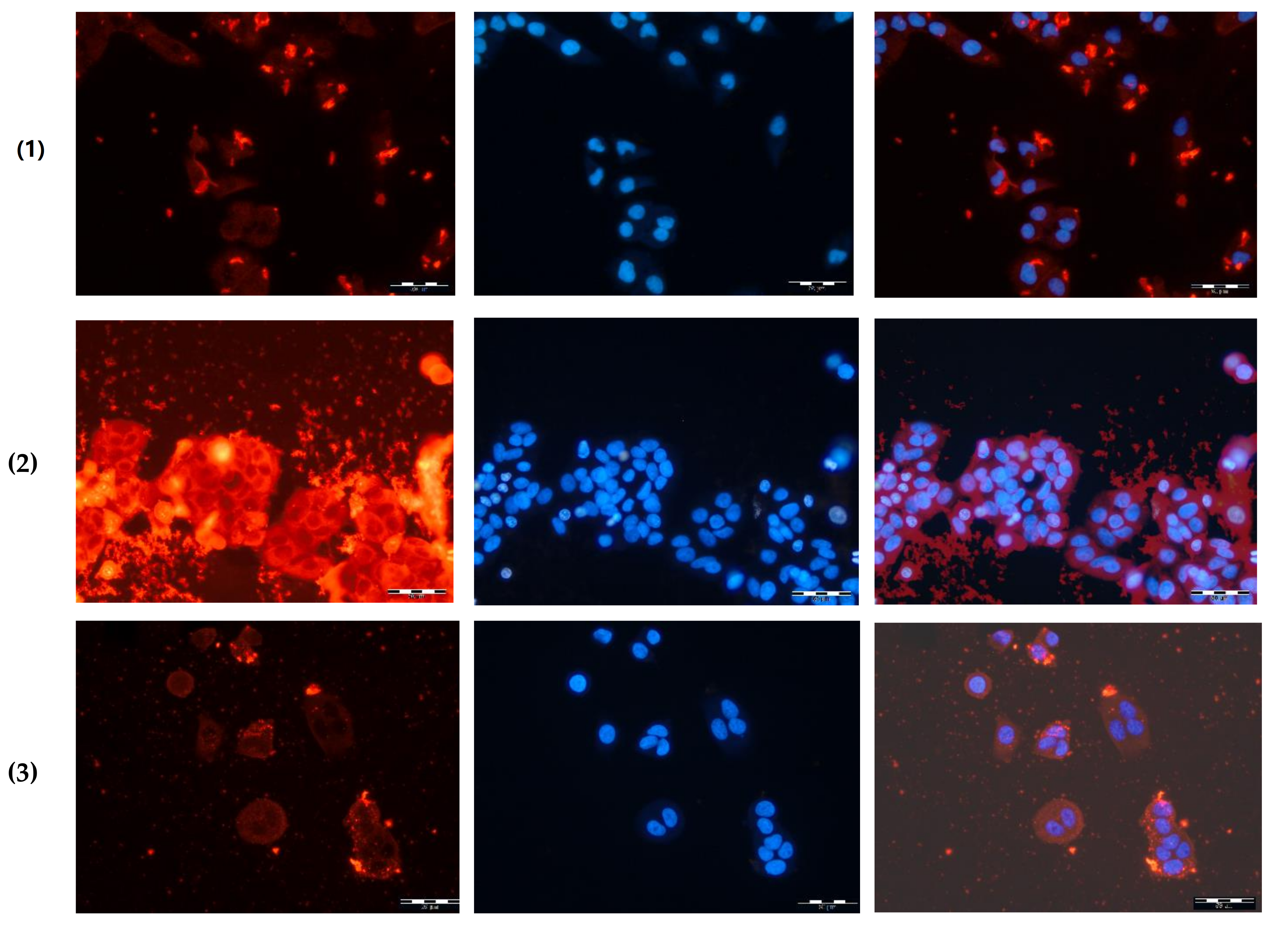 Polymers 14 01677 g008