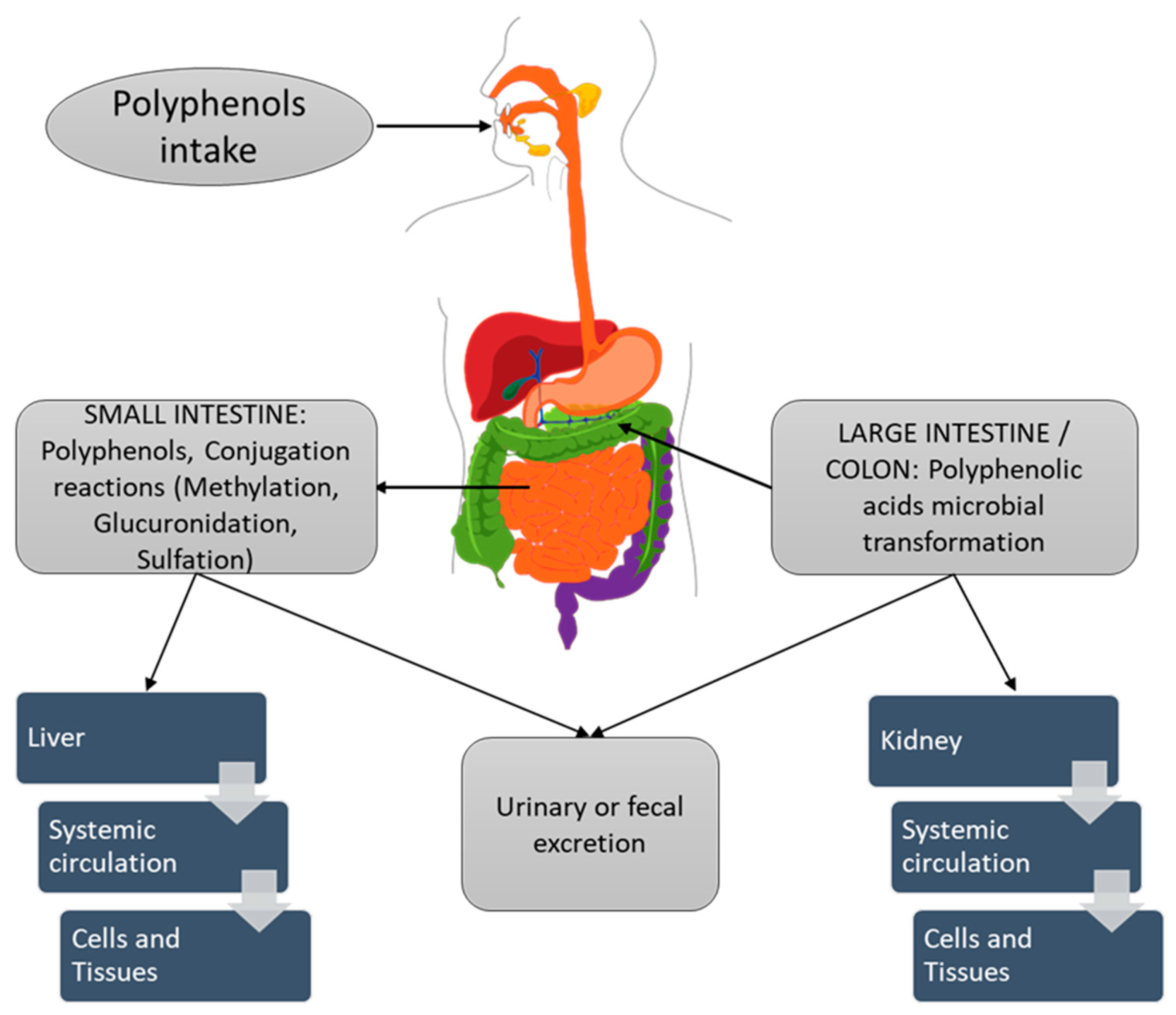 Polymers 14 01726 g001