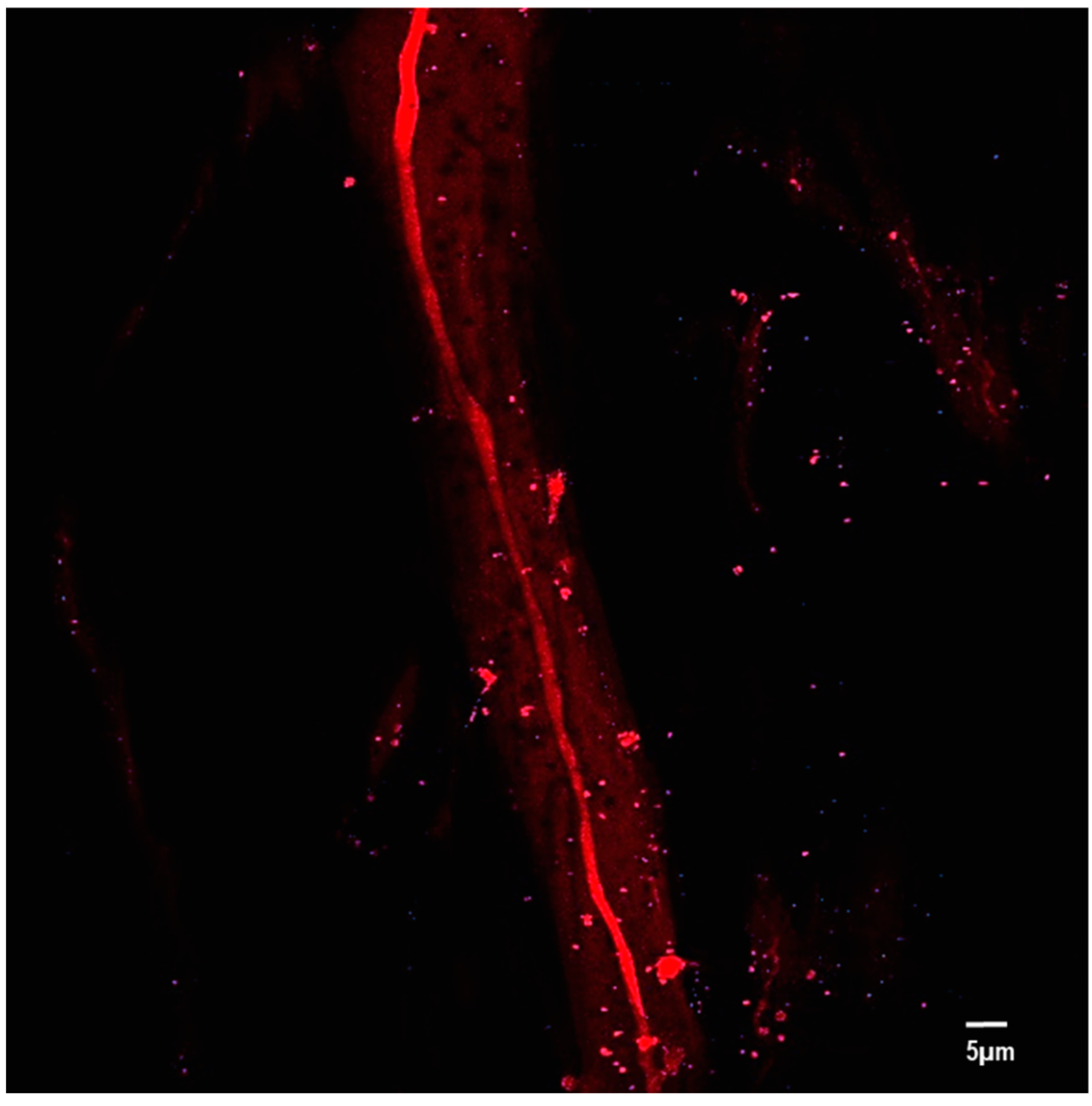 Polymers 14 01739 g005 Polymers 14 01739 g005