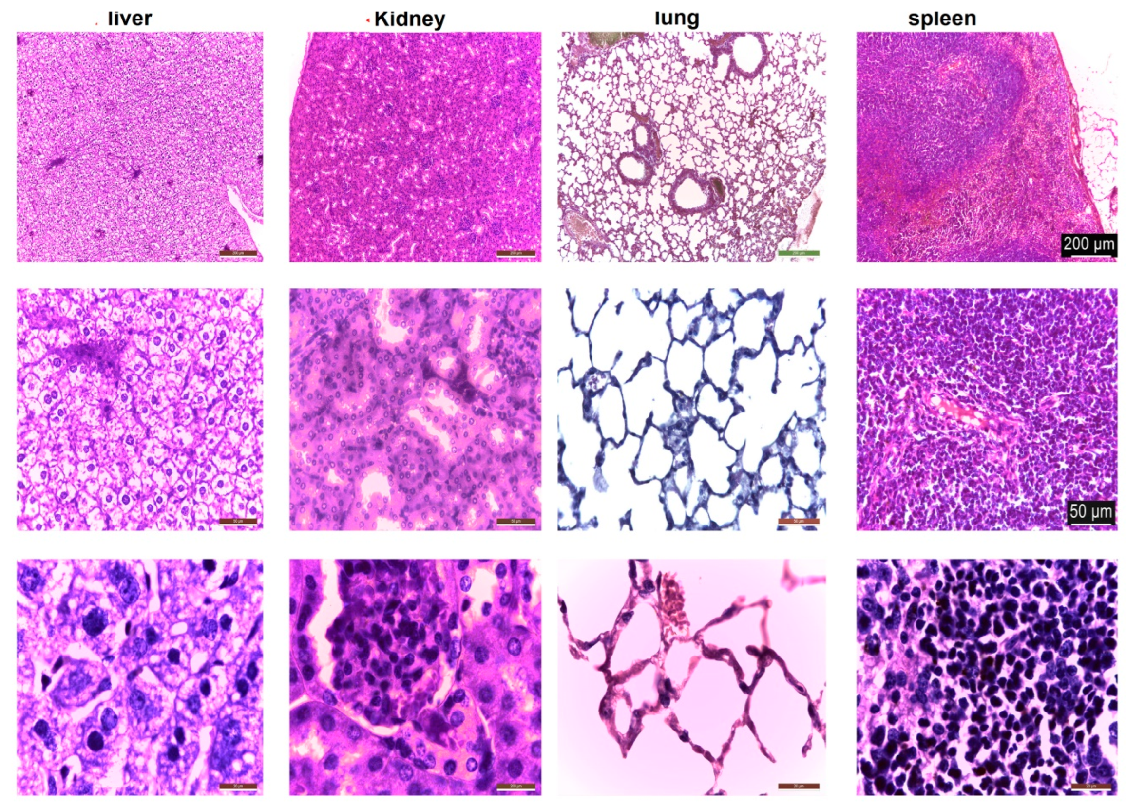 Polymers 14 01811 g010
