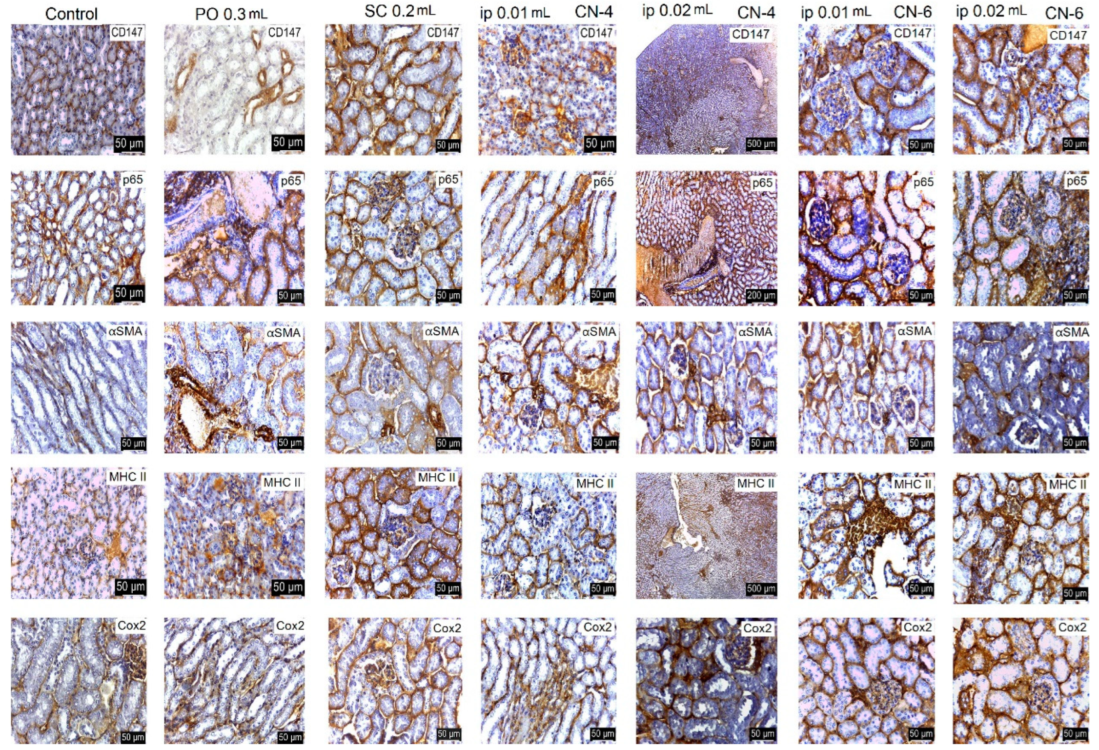 Polymers 14 01811 g016