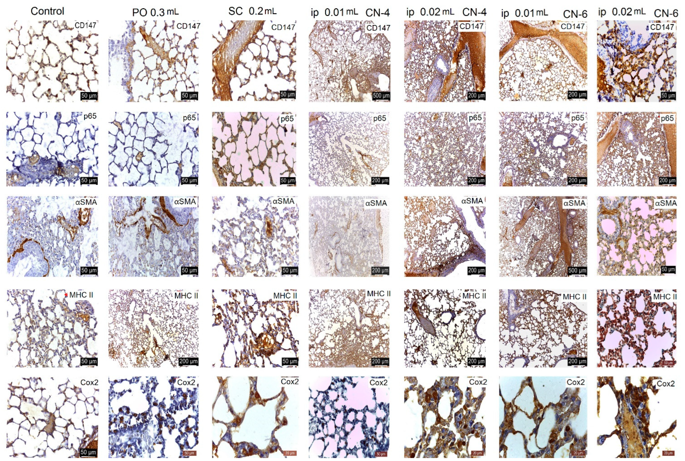 Polymers 14 01811 g017