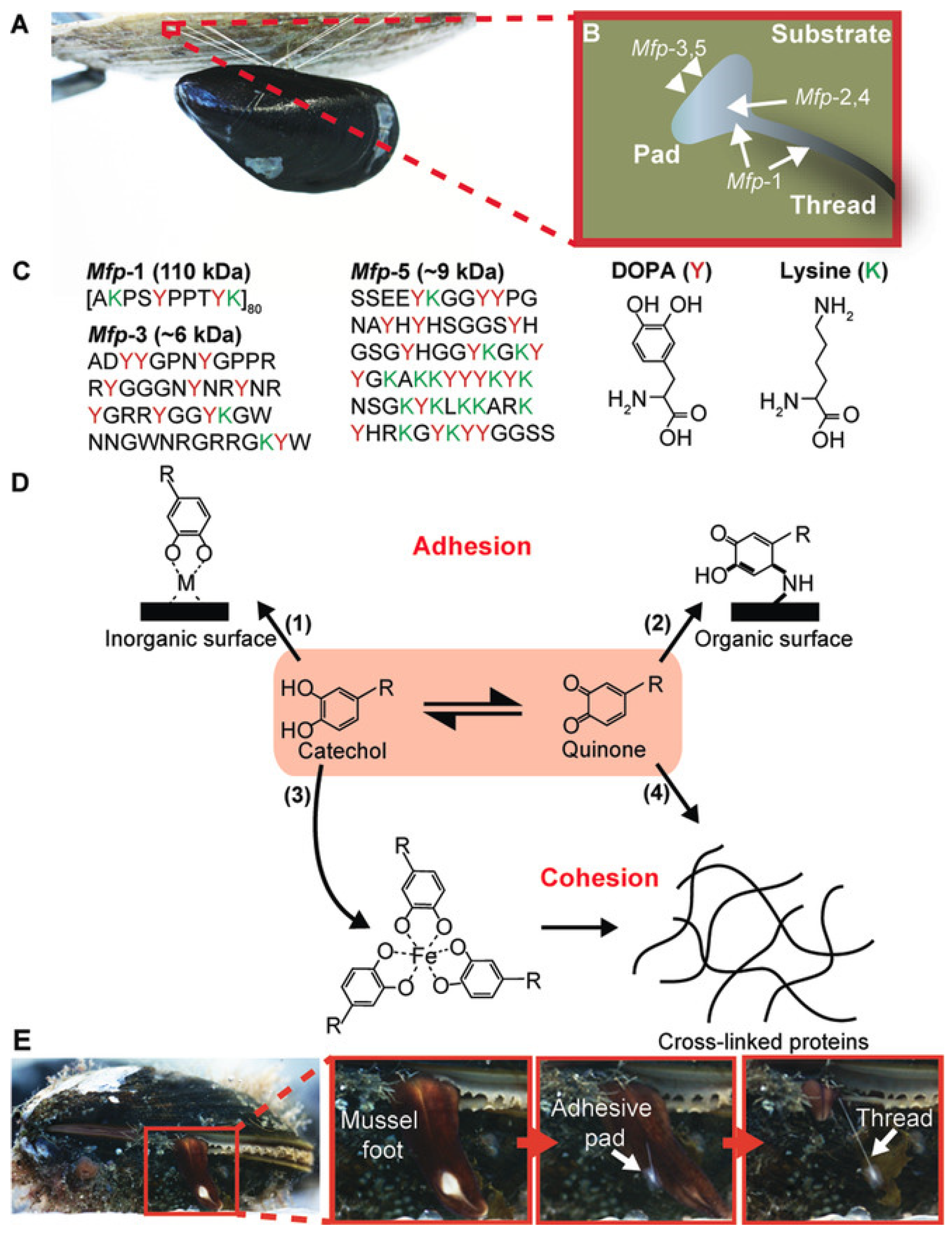 Polymers 14 01822 g003