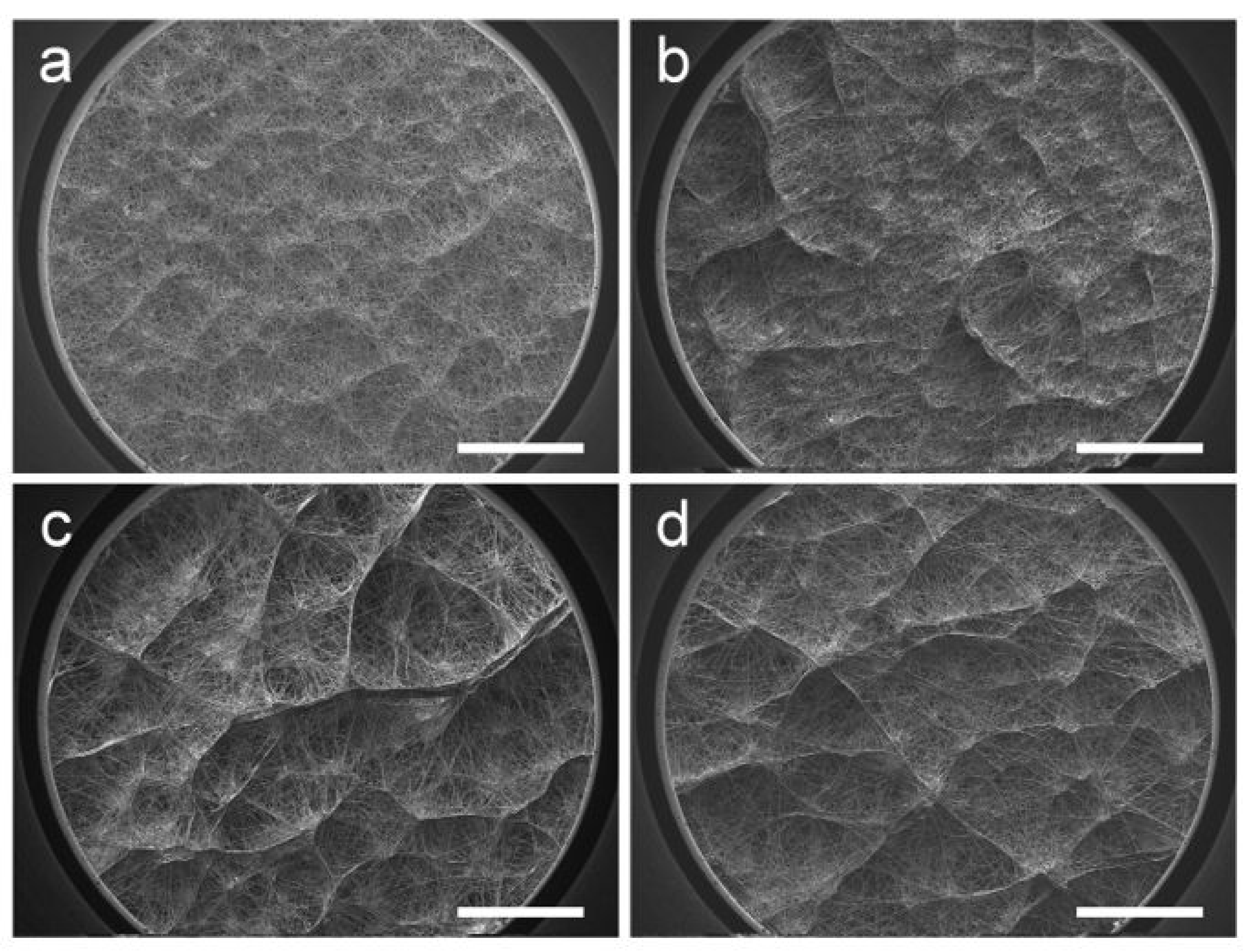 Polymers 14 01924 g004